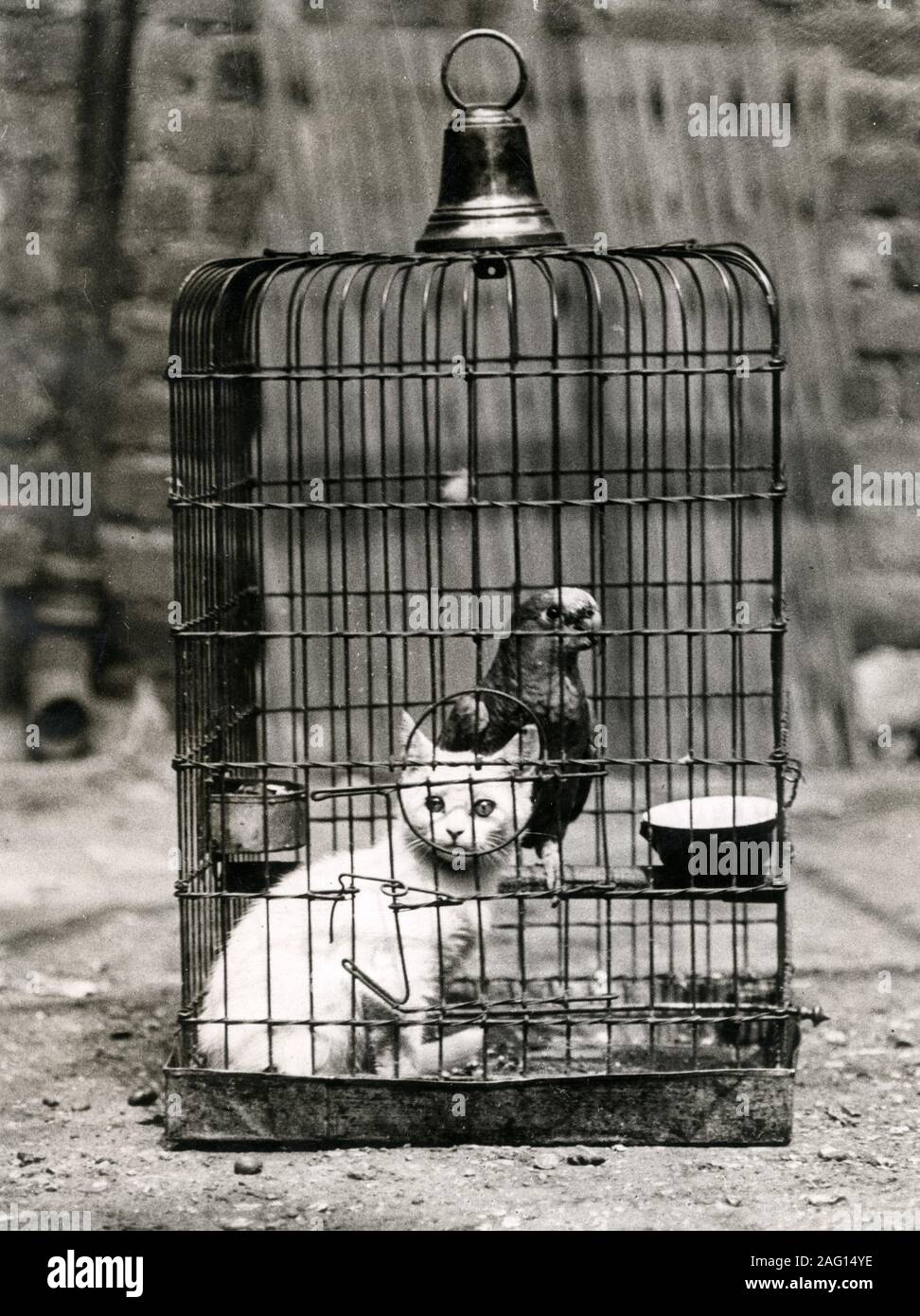 Early 20th century vintage press photograph - bird and a kitten inside the same cage. Stock Photo