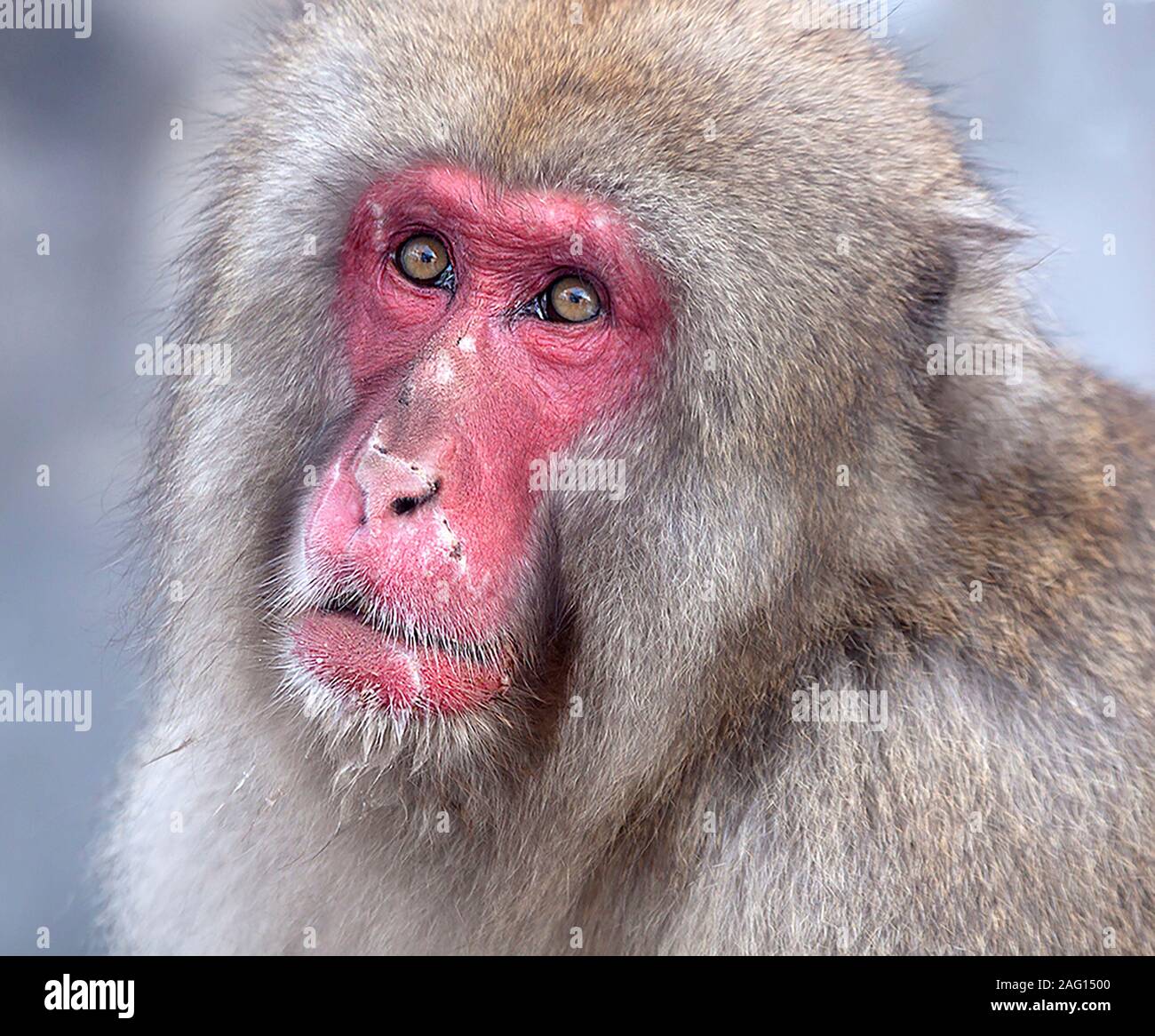 scar faced macaque Stock Photo
