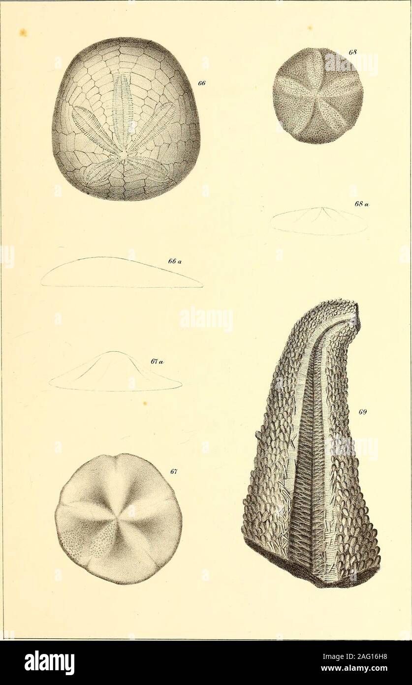 . Palæontology ... ,^iP^&gt; 65 ...-.  i . ? PLATE XIII. PAGE Fig. 66. Scutella GrIBBSlI. Natural size. 37 66 a. Section Fig. 67. Astrodapsis Whitnteti. Natural size. 37 67 a Elevation. Fig. 68. Astrodapsis tumidus. Natural size. 37 68 a. Side outline. Fig. 69. Asterias R£mondii. Natural size. 37 View of one of the arms. Cuuiliu^icul ^huihh) uf ^dtifontii* :i:&gt;.i....i-:i).vi,ni,i)P.r. TQtuu, h„ m& v.i. M Babt del os Sinclair & Son kth P^iia. PLATE XIV. PAGE Fig. 1. MUEICIDEA PAUCIVARICATA. 43 Fig. 2. Neptunea altispira. 44 Fig. 3. N. humerosa. 45 The apex is restored from smaller specimen Stock Photo
