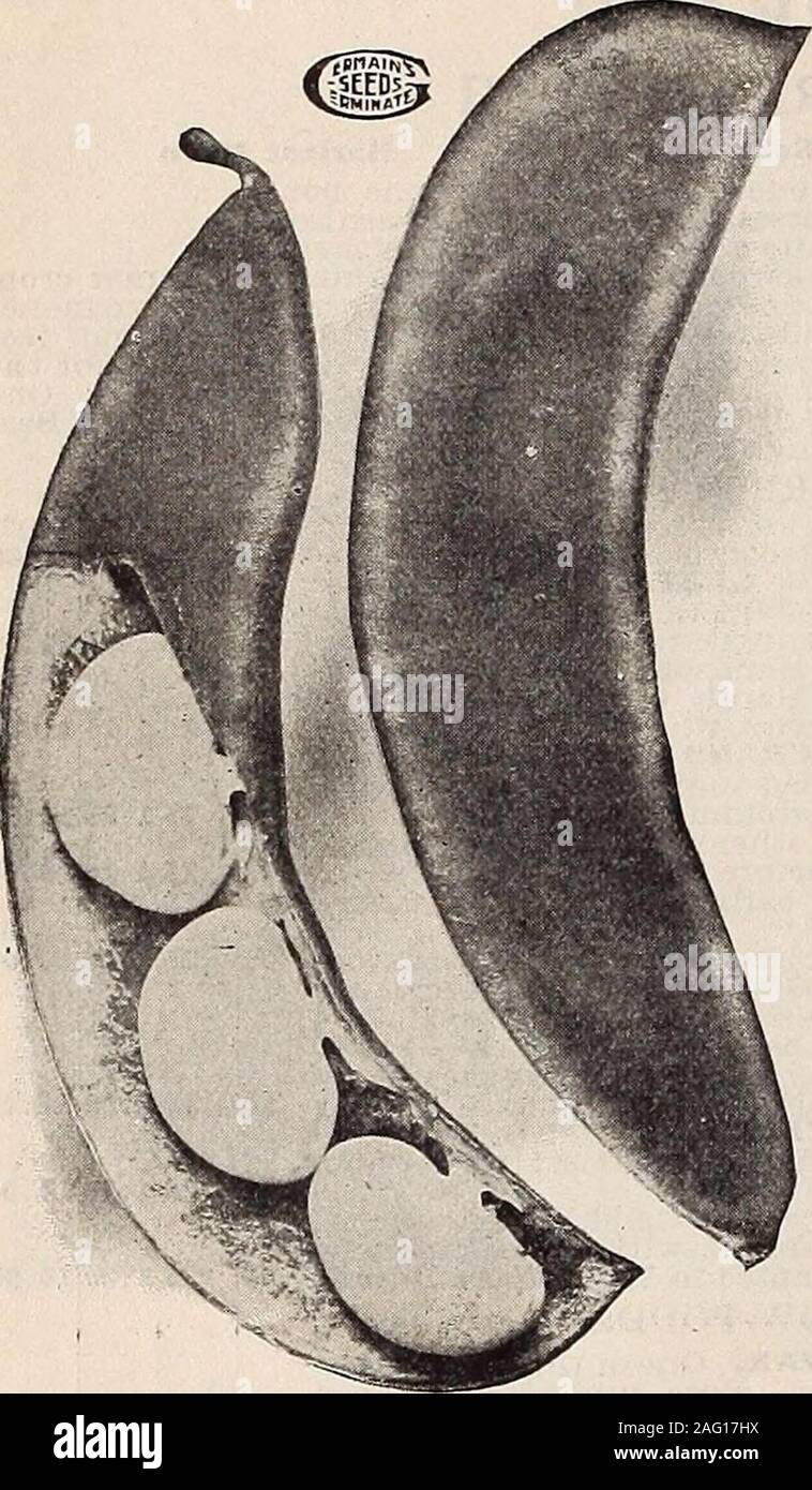 . Germain : [catalog]. BURPEES BUSH LIMA BEAN Stock Photo - Alamy
