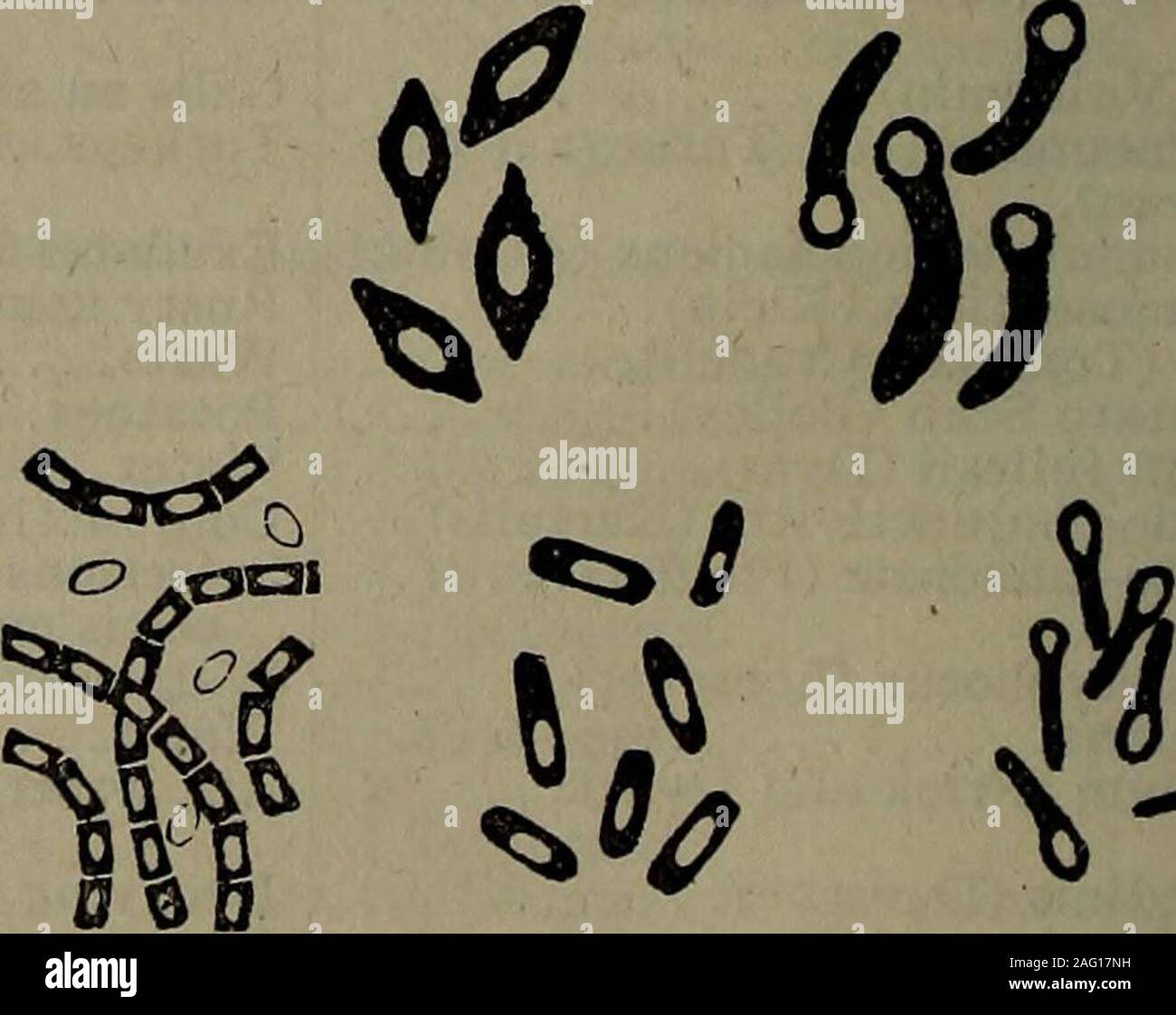 . The practitioner's medical dictionary; containing all the words and