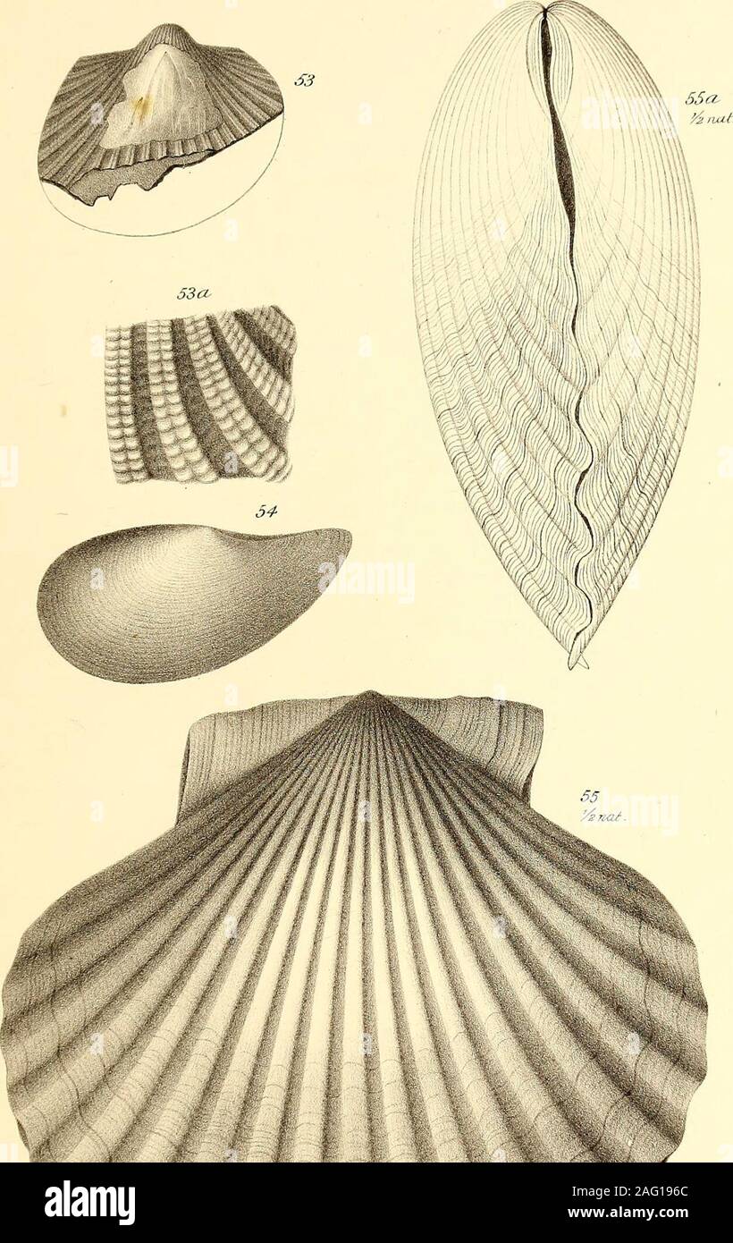 . Palæontology ... . il li T Sinclair Sith Philadelphia. PLATE IX. PAGE Fig. 53. Auca sulcicosta. Natural size. 31 53 a. Magnified view of the surface.Fig. 54. Yoldia Cooperi. Natural size. 31 From the recent specimen found by Dr. Cooper near Santa Cruz.Fig. 55. Pecten Cerrosensis. 32 One-half natural size.55 a. End view to show convexity of the valves. ((SMowiWl Swcxwq of Cttlifonifa. PAJLlSE QJKT 0![, (1 &T. TO0..UI. ( Tertiary :n„vn.-: ©„. / Stock Photo