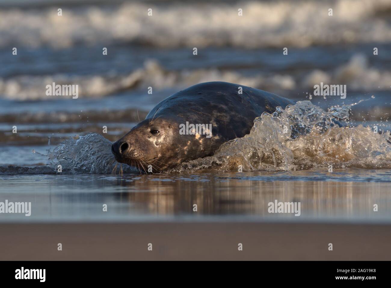 Bull fur seals hi-res stock photography and images - Alamy