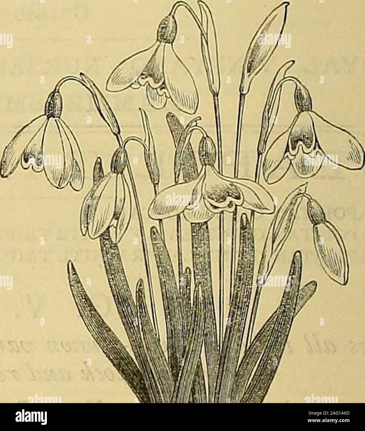 . The Gardeners' chronicle : a weekly illustrated journal of horticulture and allied subjects. Stock Photo