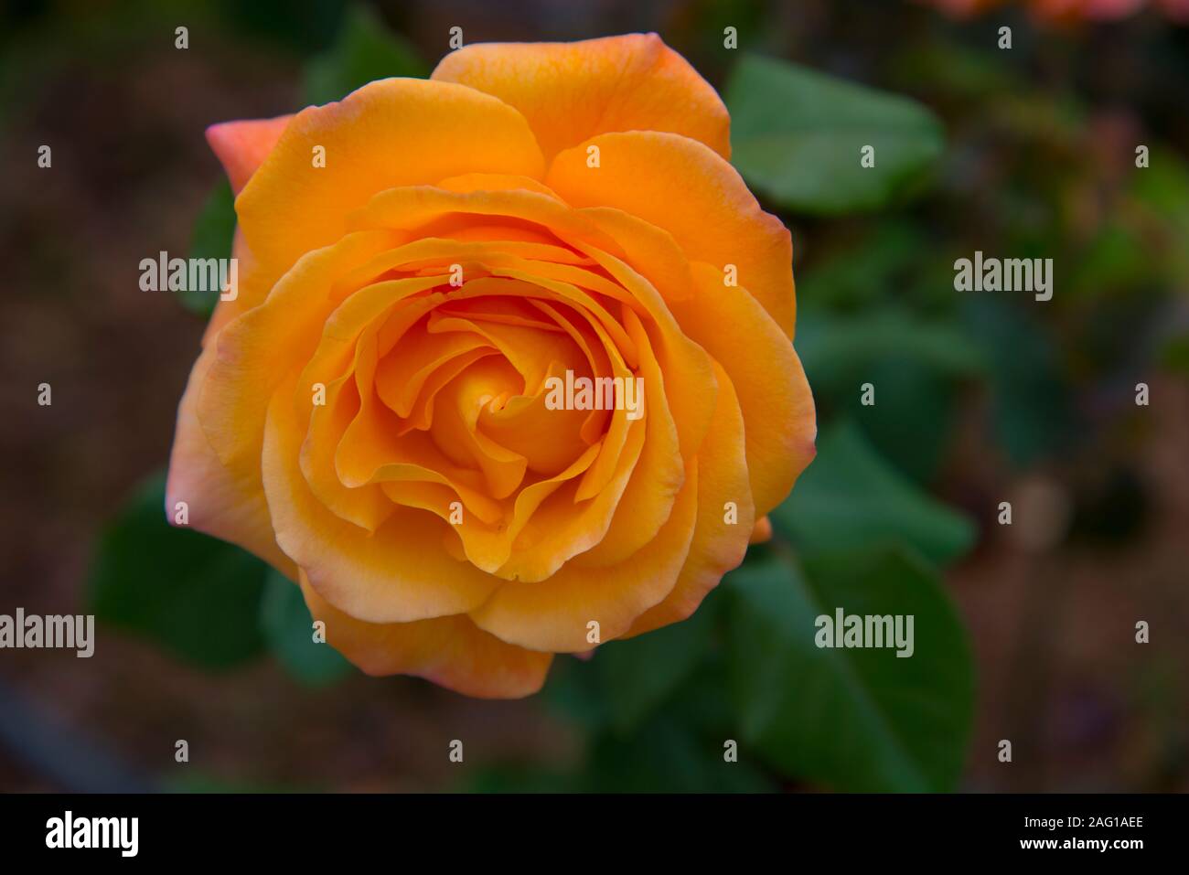 Orange rose. Close view. Stock Photo