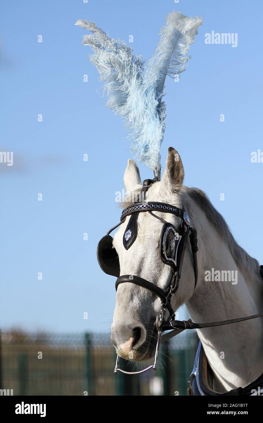 シンデレラ姫 高級馬具 王室の黄金の馬車 結婚式の馬車 - 中国