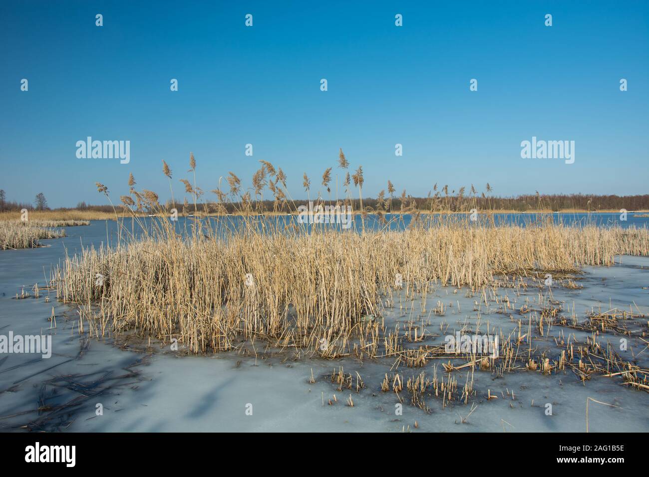 Frozen lake forest hi-res stock photography and images - Alamy