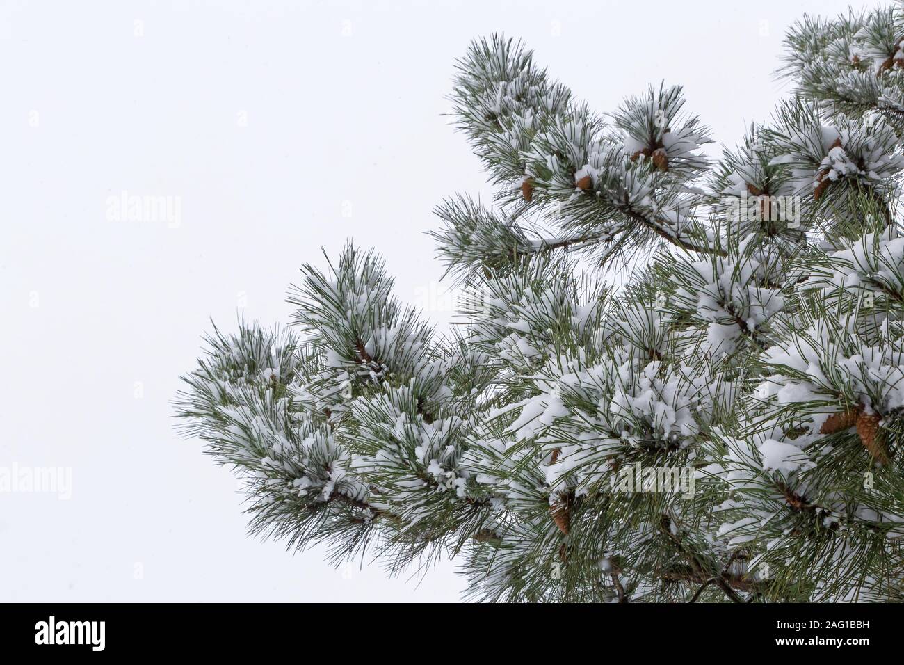 Branches of pine tree hi-res stock photography and images - Alamy