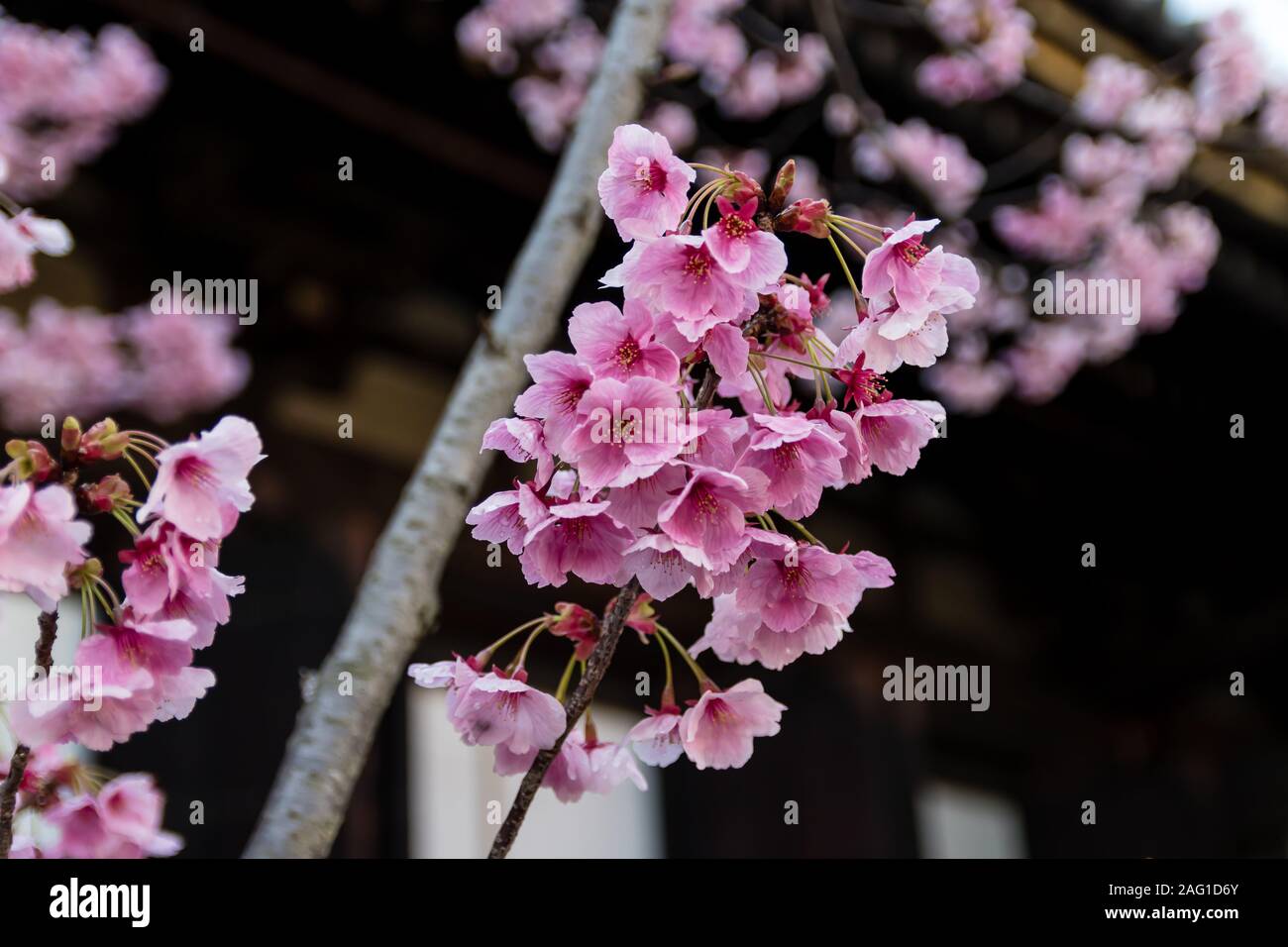 Fragile flowers of cheery blossom (Sakura) tree in Japan Stock Photo