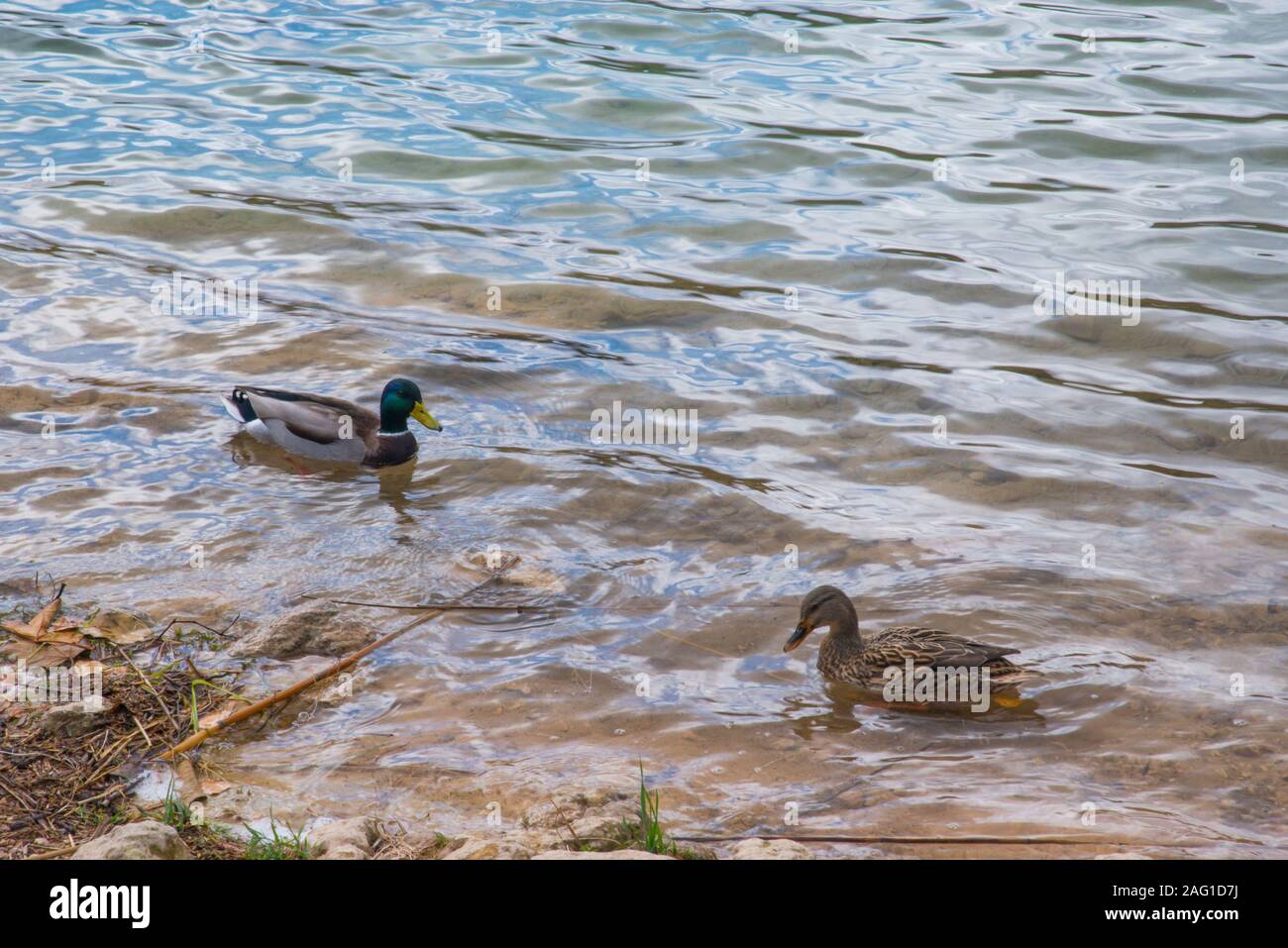 Couple of ducks in a lake. Stock Photo