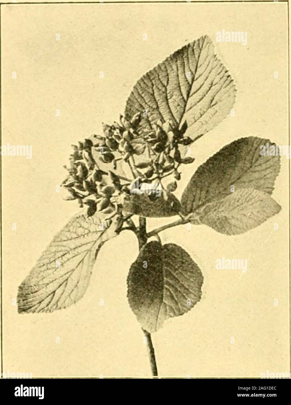 . Field and woodland plants. seeded berrieswhich are first red, andthen nearly black. TheGuelder Rose, while stillin full leaf, is often veryheavily laden with itsbright red, semi-trans-parent berries ; and theviolet fohage of theDogwood is inter-mingled ^ith clusters ofhttle berry-like drupeswhich, at first green,have now changed to a rich purple-black. Then there is theSpindle Tree, with its pretty red lobed capsules which split, whenripe, at its angles, disclosing as many cells as there are lobes (usiiallyfour), each with a single seed enclosed in an orange jacket. Occa-sionally we meet wi Stock Photo