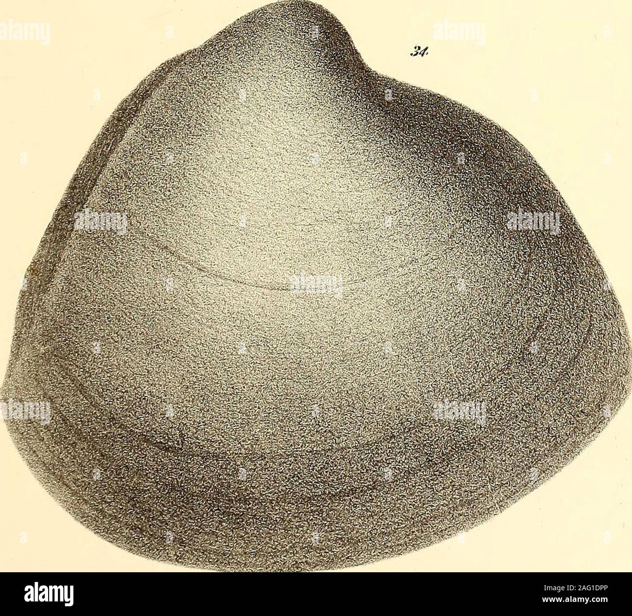 Palaeontology 32 A I 5 I V Gt Y Plate V Page Fig 35 Mulinia Drnsata Natural Size 19 Fig 36 Gari Psammocola Alata Natural Size 21 Fig 37 Venus