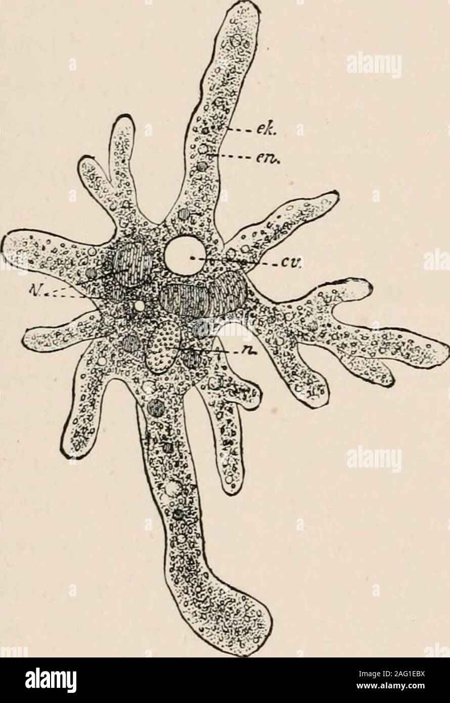 . The cell; outlines of general anatomy and physiology. o en-able us to ...