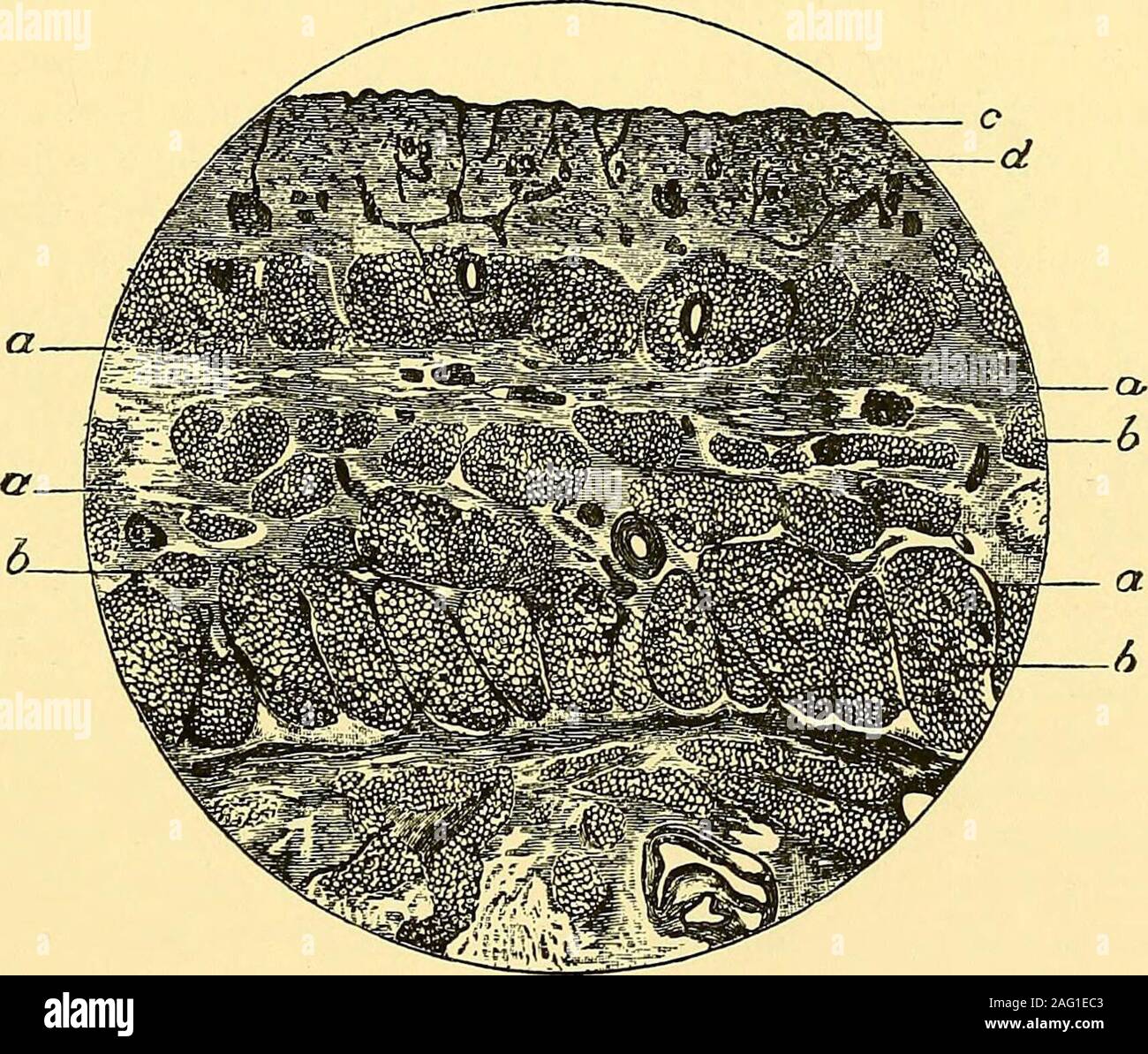 Neonatorum hi-res stock photography and images - Alamy
