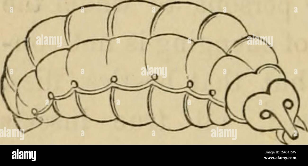 Insect Stages Real Pictures Of