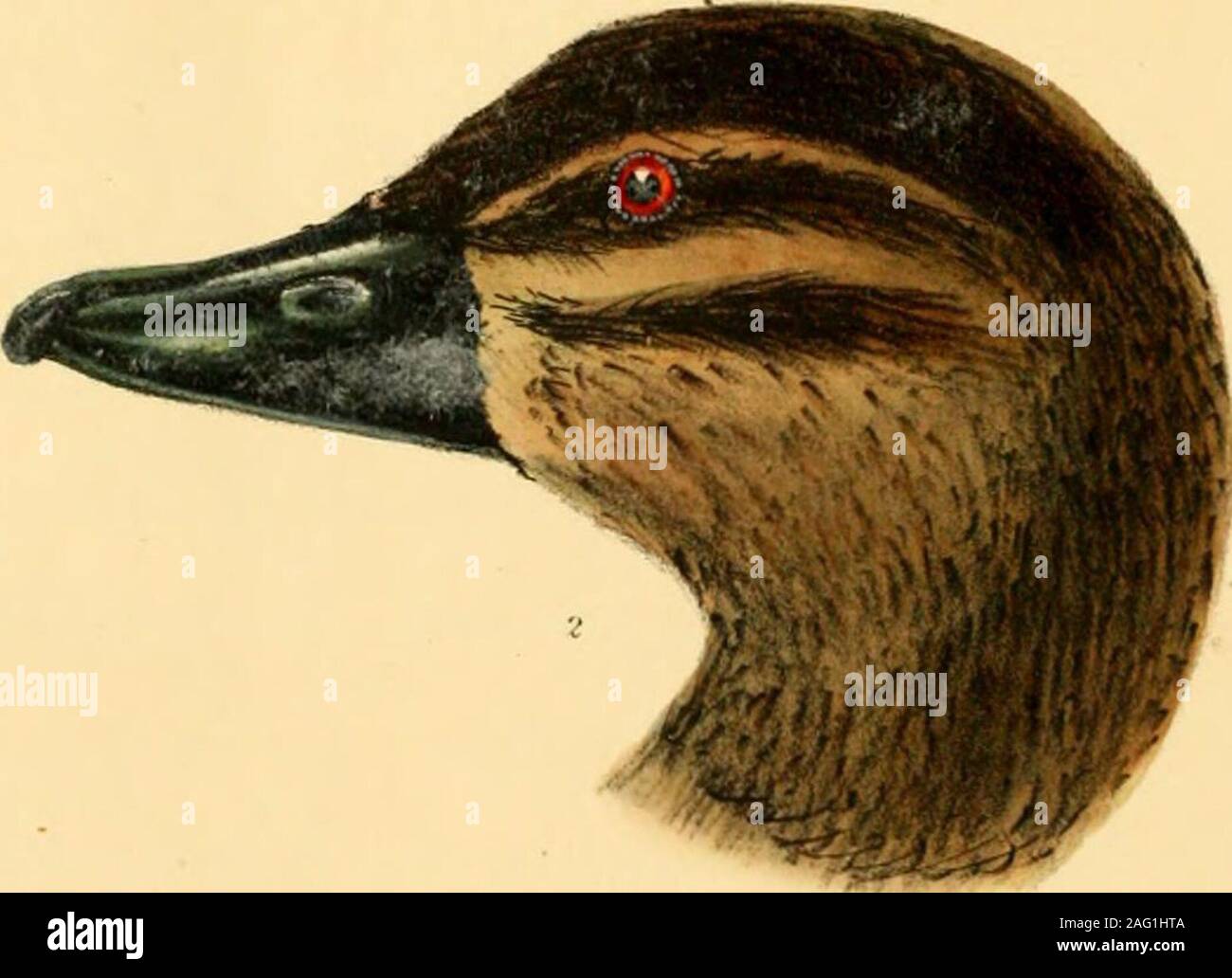 . A monograph on the anatidae, or duck tribe. ./... Kteko Domwuca fern ... 169 Male : crown and upper part of the back of the neck black, occasionally speckled with whitish;back, lower part of the neck, flanks, rump, and under tail coverts deep glossy black, each feathertransversely streaked with one or two narrow lines of white or light brown; wings and tail sootyblack; remainder grey or silvery white ; bill and legs lead coloured, the former with a large com-pressed caruncle on the lower mandible. Fern.: smaller than the male, but in colouring similar; without the caruncle. Biziura Nova Boll Stock Photo