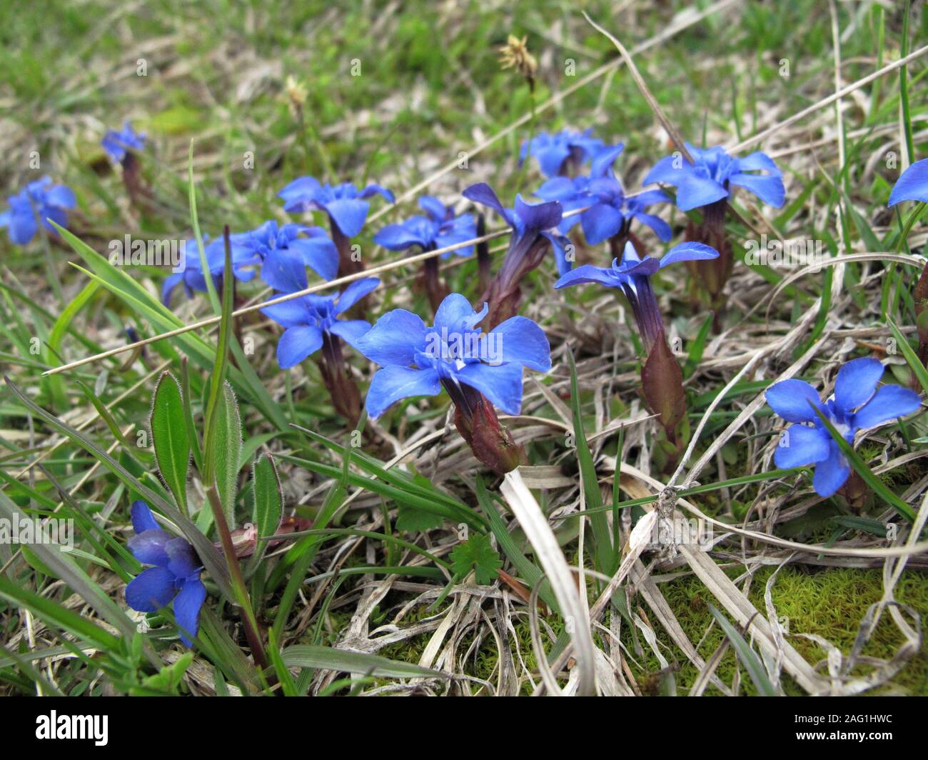 blue flowers of Gentiana verna plants Stock Photo