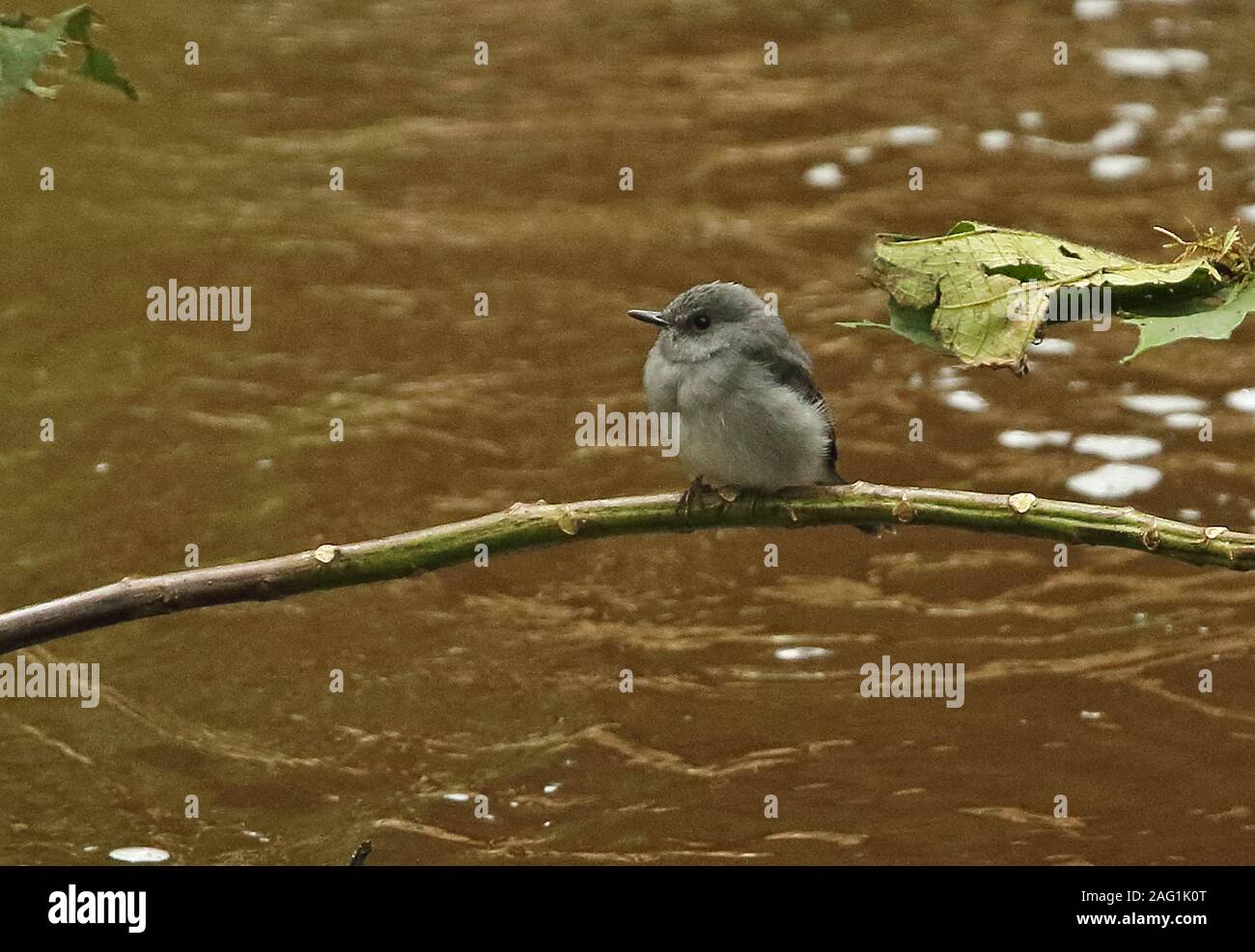 Cassin's Honeybird (Prodotiscus insignis insignis) adult perched on branch over stream  Queen Elizabeth National Park, Uganda              November Stock Photo