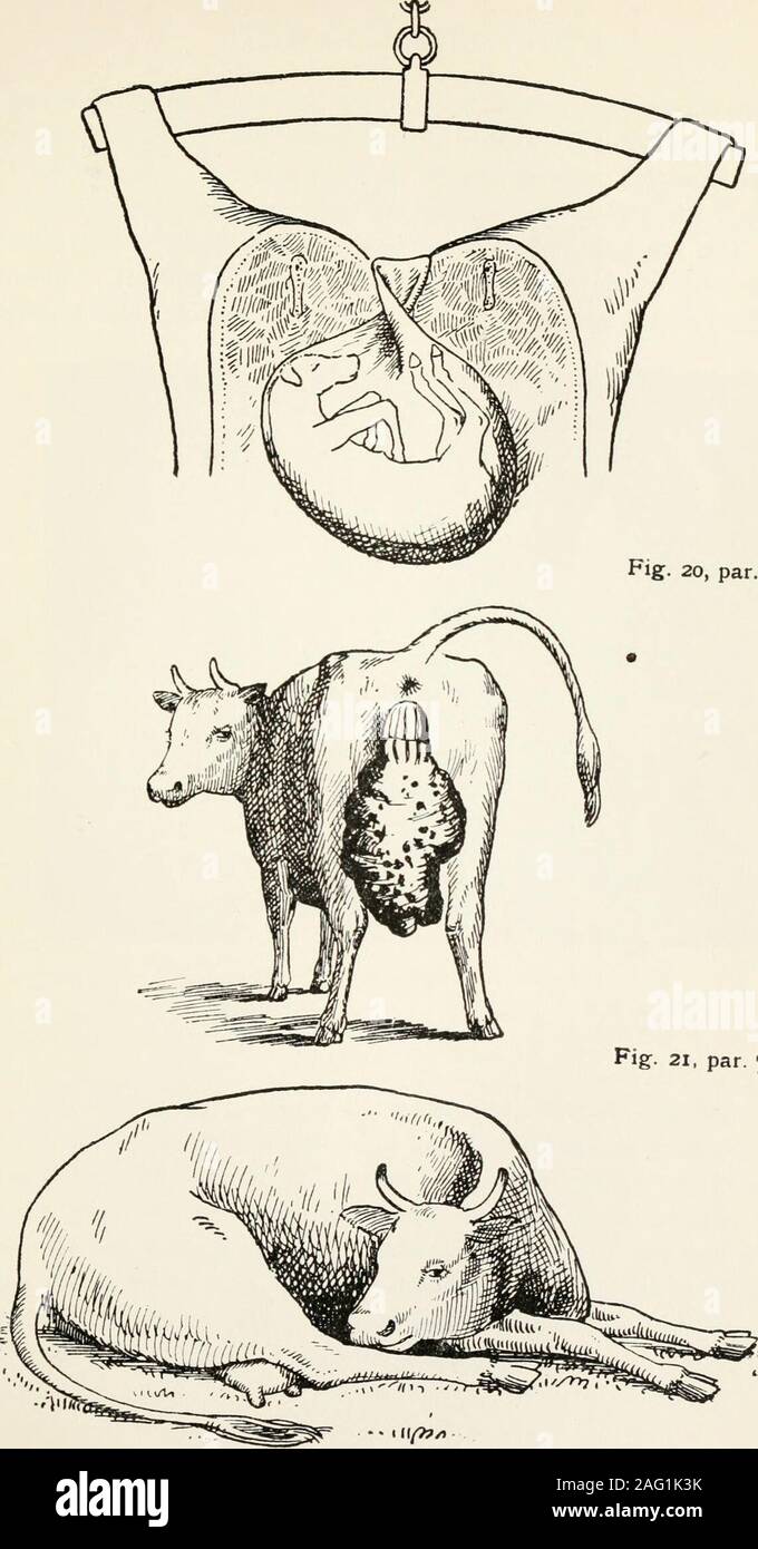 . Elementary lectures on veterinary science, for agricultural students, farmers, and stockkeepers ... Fig. 19, par. 782. t^LATE LI Pig- 20, par. 784. Fig:- 21, par. 796. Fig. 22, par. 582. THE URINARY SYSTEM 461 monstrosity, as illustrated below, is that of a case which occurredin the practice of my friend Mr. H. Barrow, M.R.C.V.S., of Ireby,Cumberland. The skin (Nos. 5, 5) was coming first and hangingoutside of the passage. After careful examination all four feetwere tied together, with the head in the middle, and the calf pulledaway in the form of a cone. The loose skin is the portion thatsh Stock Photo