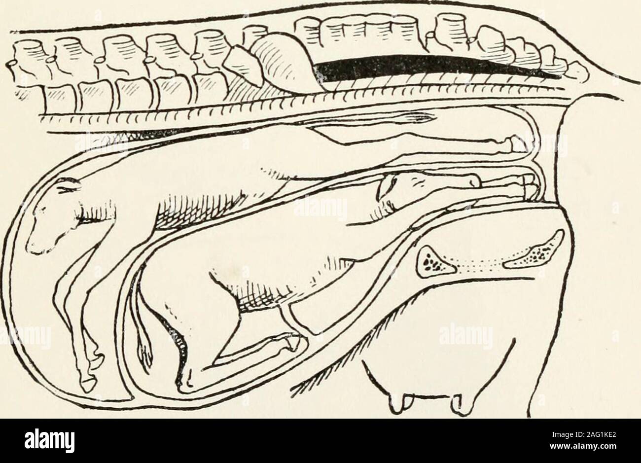 . Elementary lectures on veterinary science, for agricultural students, farmers, and stockkeepers ... Fig. i8, par. 782. ms. Fig. 19, par. 782. t^LATE LI Pig- 20, par. 784 Stock Photo