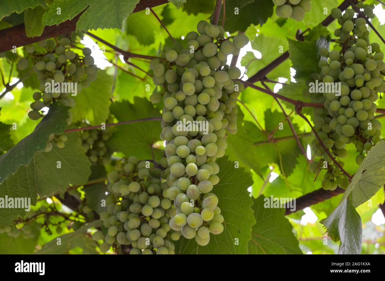 Bunch of grapes on the vine with green leaves Stock Photo - Alamy