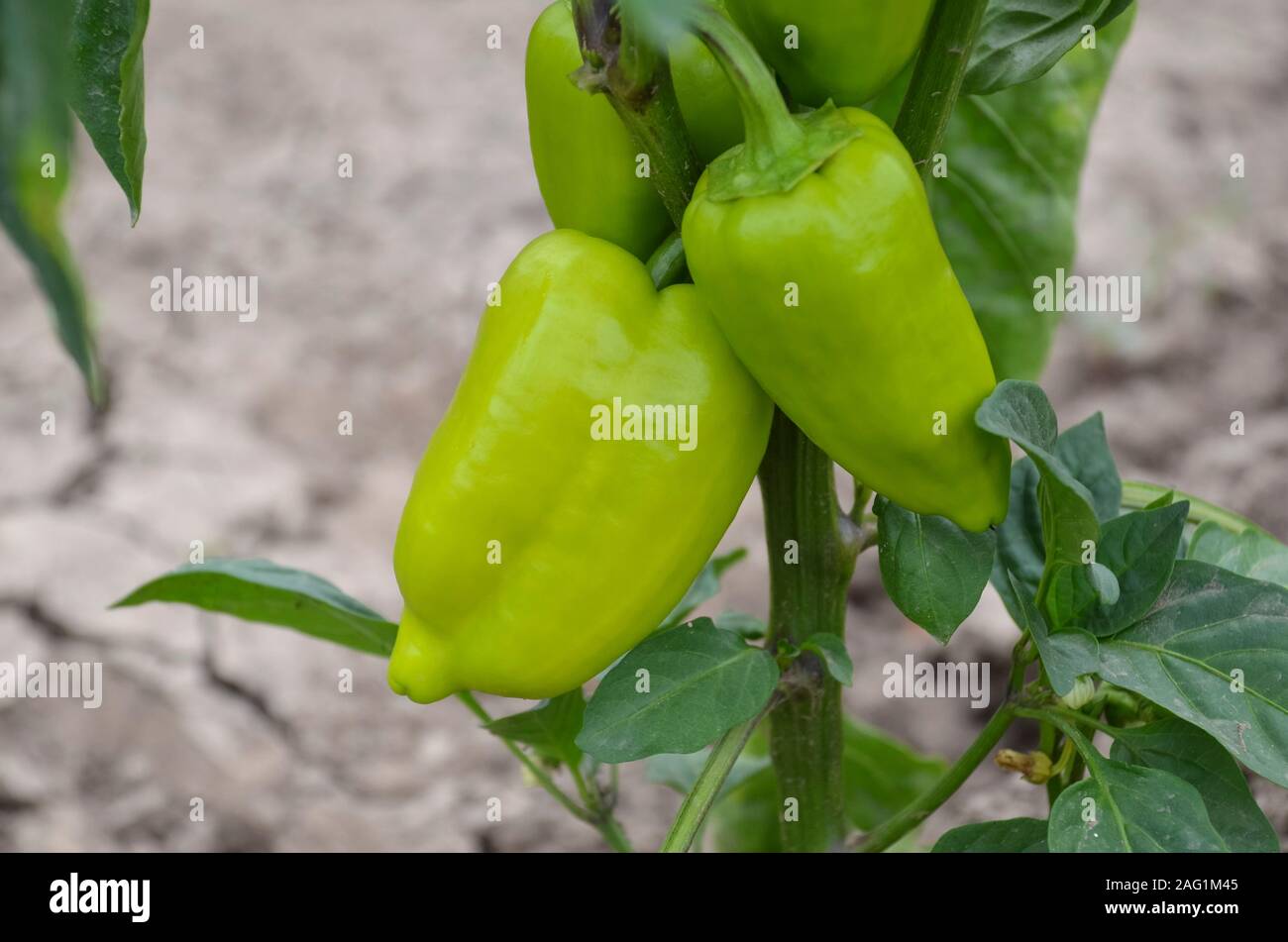 Bell peppers growing hi-res stock photography and images - Alamy