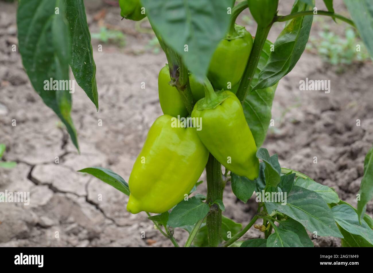 Bell peppers growing hi-res stock photography and images - Alamy