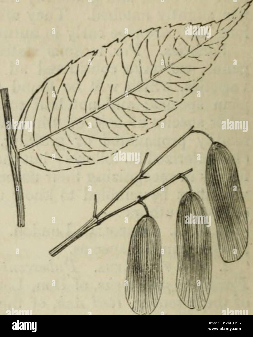 . www.flickr.com/photos/internetarchivebookimages/tags/book.... 396 FRAXINUS AMERICANA.. 4. F. A. SAMEUCIFOLIA. Elder-Icaved American Ash; Fraxiniis sambiicifolia^of Micliaux, Don, Loudon, and otiiers; Frene a feiiilles de sureai/, Frene noir,of the Frencli; Black Ash, Broivn Ash, Water Ash, of the Anglo-Americans.This tree, in favourable situations, frequentlyattains a height of seventy or eighty feet, witha trunk from two feet to two feet and a half indiameter. It is easily distinguished from thewhite ash by its bark, which is more inclined toa yellowish cast, is smoother, with the furrows,i Stock Photo