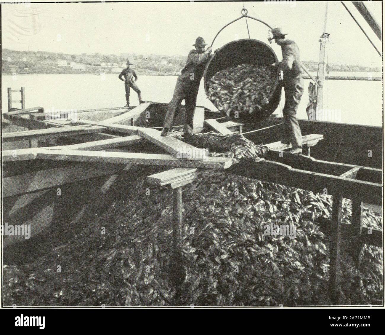 . Report of the Commissioner for the year ending June 30, 1902. ^ in pound nets, especiallyin those set in Gardiner Bay. They sell for 50 to 80 cents i^er 1,000,and two or three million are used each yanv. The sea-rol)in yields Report U. S. F. C. 1902, Plate 20.. DISCHARGING MENHADEN FROM VESSEL BY MEANS OF TUBS. Stock Photo