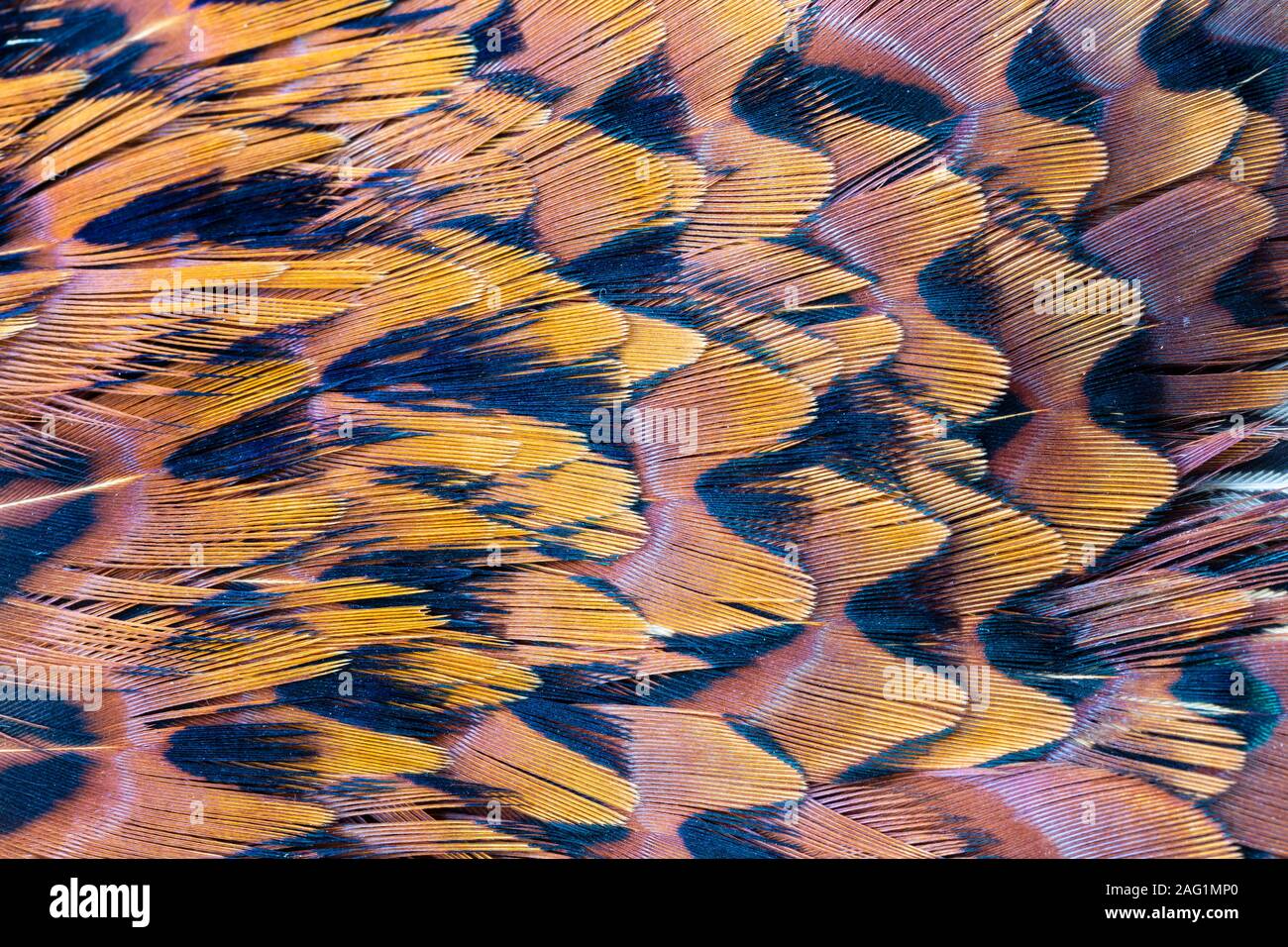 Plumage from the back of a male pheasant. Stock Photo