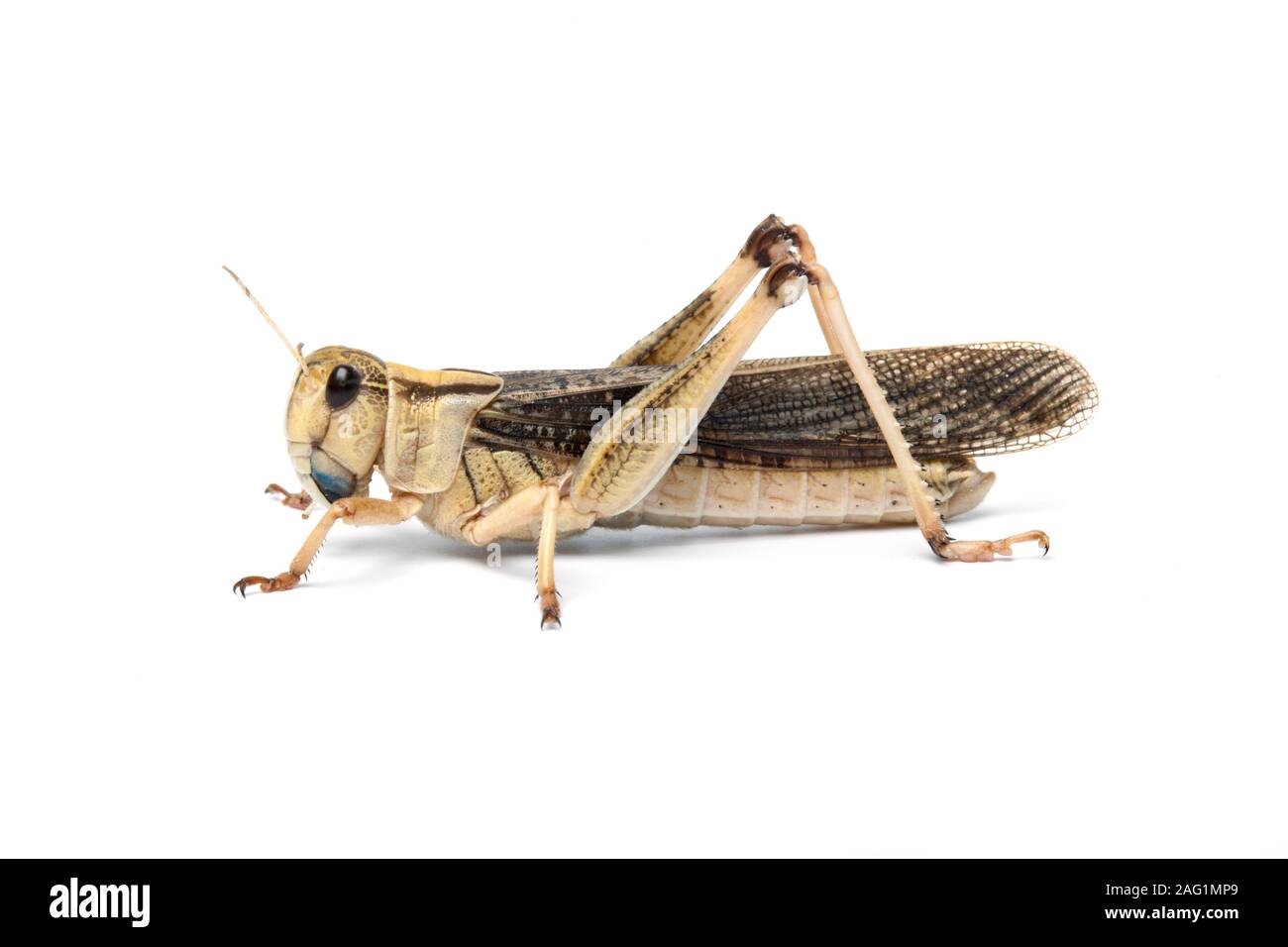 Migratory locust, Locusta migratoria, Africa Stock Photo - Alamy