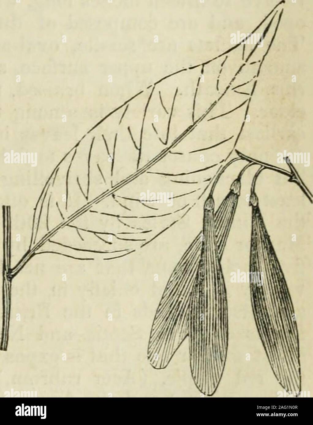 Bookyear1851 Hi Res Stock Photography And Images Page 2 Alamy