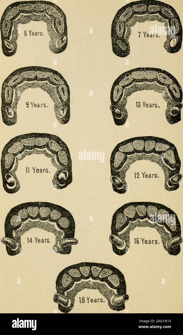 https://c8.alamy.com/comp/2AG1N1X/how-to-handle-and-educate-vicious-horses-part-fourth-ages-of-horses-the-following-is-my-newof-horses-a-horse-has-40-teeth2and-4-tusks-a-mare-hasfront-teeth-and-sometimes-14-days-old-4-n-3-months-old-4-m-6-months-old-4-c-1-year-cups-leave-n-2-years-cups-leave-m-2-years-sheds-n-3-years-full-size-n-3!-years-sheds-m-4-years-full-size-m-4-years-sheds-c-system-of-telling-the-ages-4-grinders-12-front-teeth36-teeth24-grinders-12tusks-but-not-often-5-years-full-size-c-6-years-large-cup-in-c-smallin-m-and-still-smaller-in-n-7-years-cups-leave-n-8-years-cups-leave-m-9-2AG1N1X.jpg