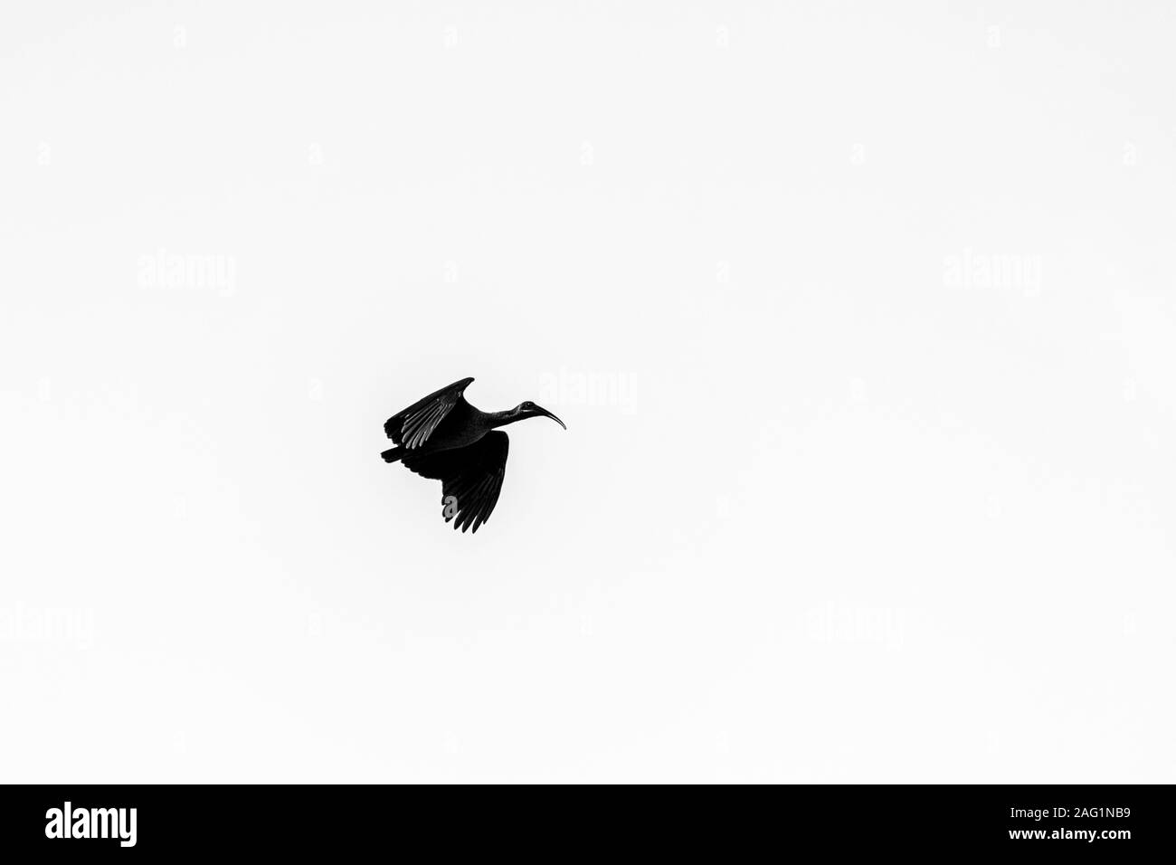 Black and white silhouette of a hadeda ibis (Bostrychia hagedash) bird in flight Stock Photo