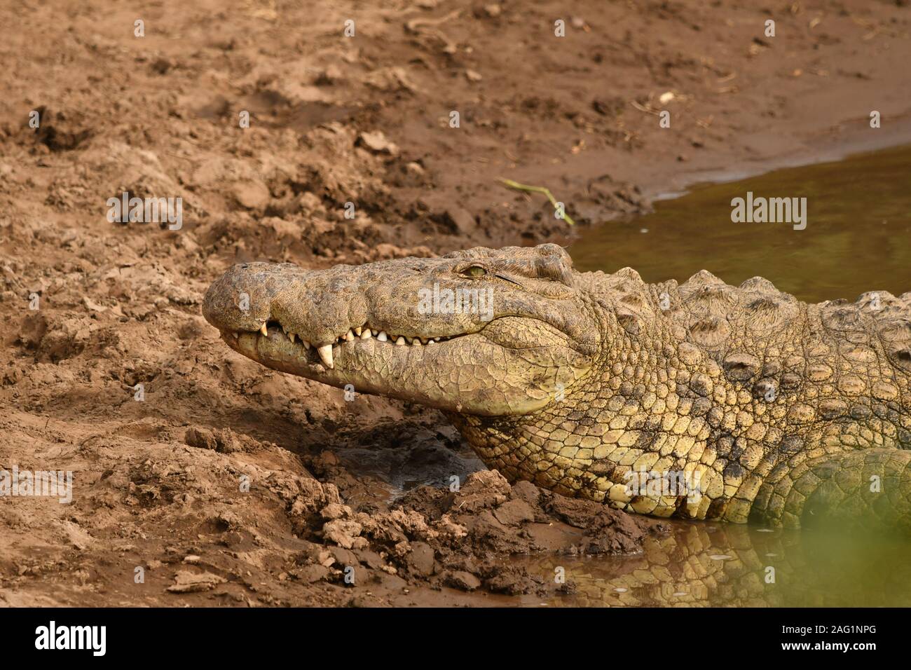A Large Nile Crocodile lies blissfully at the water's edge of the Mara River in Kenya's Masai Mara Stock Photo