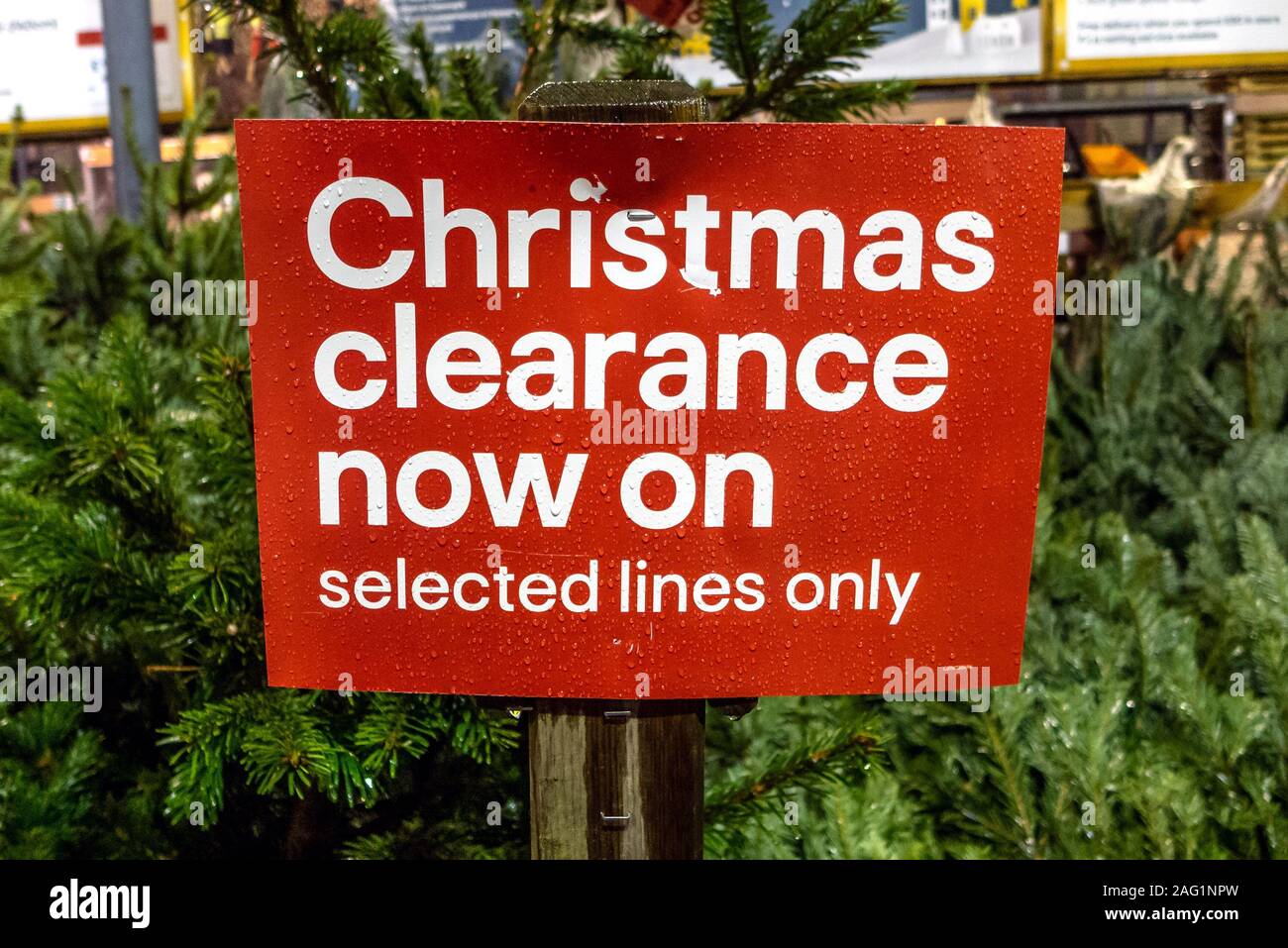 Sale of Christmas trees in Brighton Stock Photo Alamy