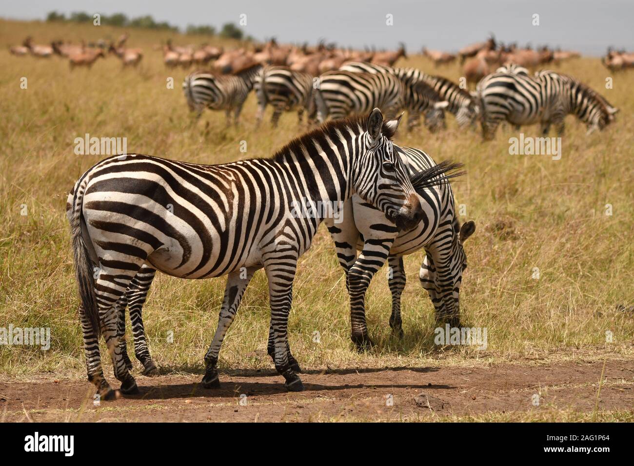 The Masai Mara. A beautiful place to witness the spectacular beauty of the natural world. Its home to some of the most iconic wildlife on earth Stock Photo