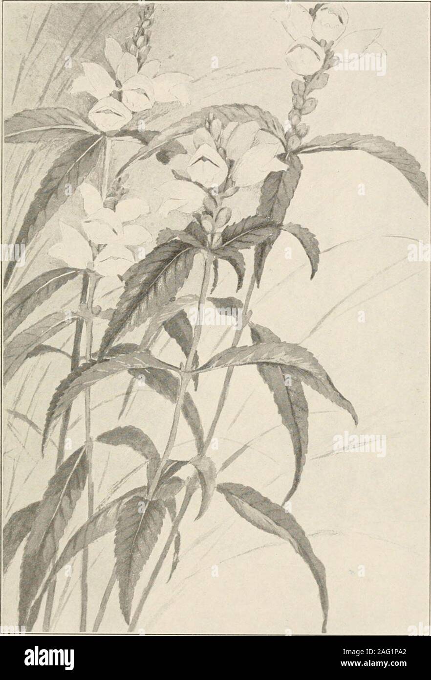 . The plants of southern New Jersey; with especial reference to the flora of the pine barrens and the geographic distribution of the species. From Painting Ijy II. I^. Scone. HORSE MINT. iVionarda punctata. N. J. Plants. PLATE CXI.. From Painting by H. E. Stone. SNAKE HEAD. Chelone glabra. N. J. Plants Stock Photo