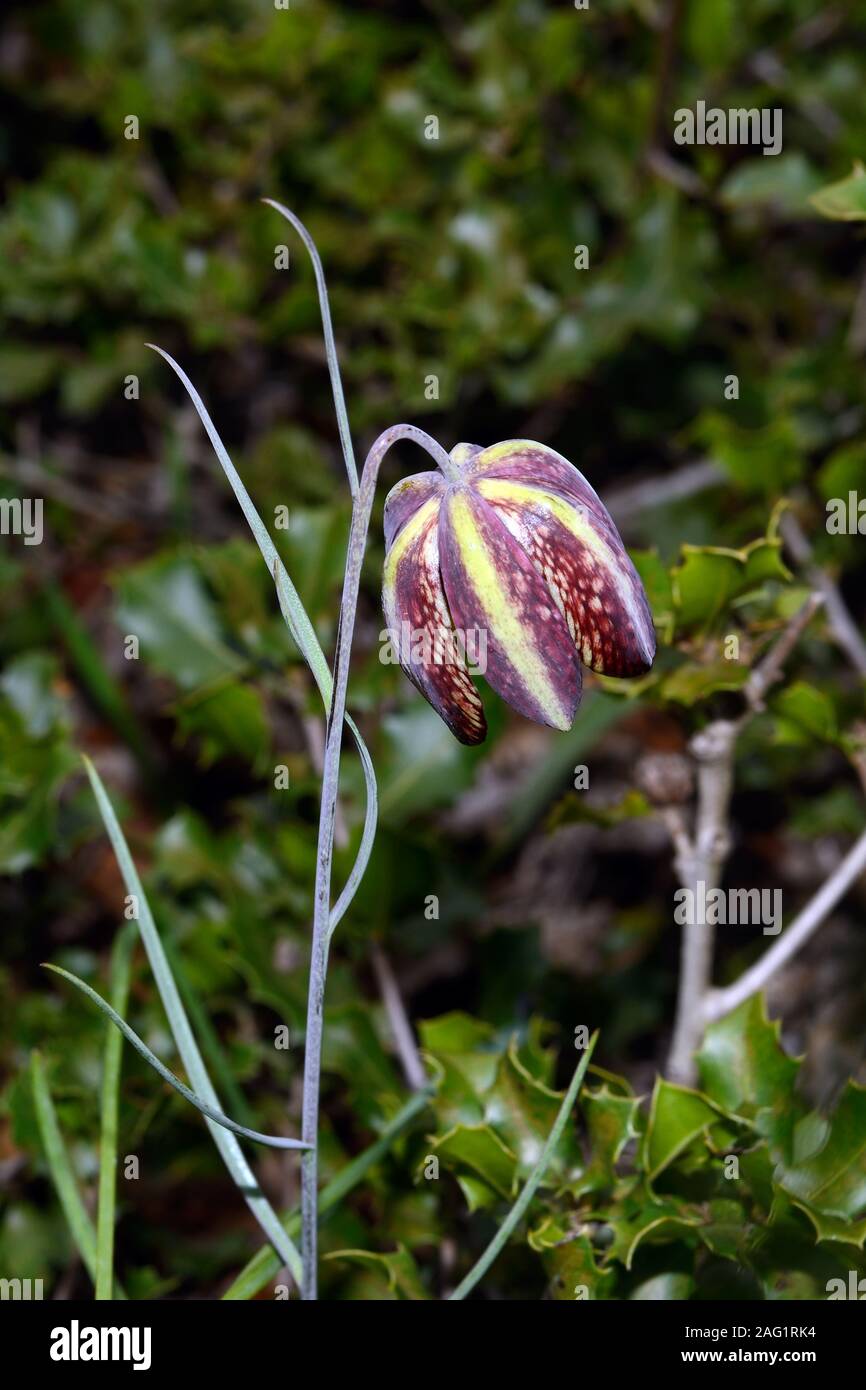 Fritillaria lusitanica is native to Spain and Portugal and found in open woodland and rocky places. Stock Photo