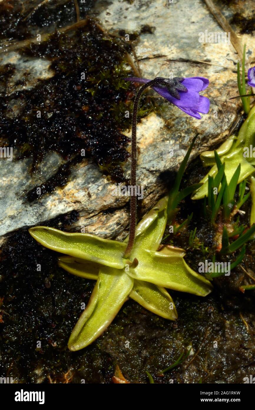 Pinguicula vulgaris (common butterwort) is a perennial carnivorous plant with a circumboreal distribution growing in bogs and swamps. Stock Photo