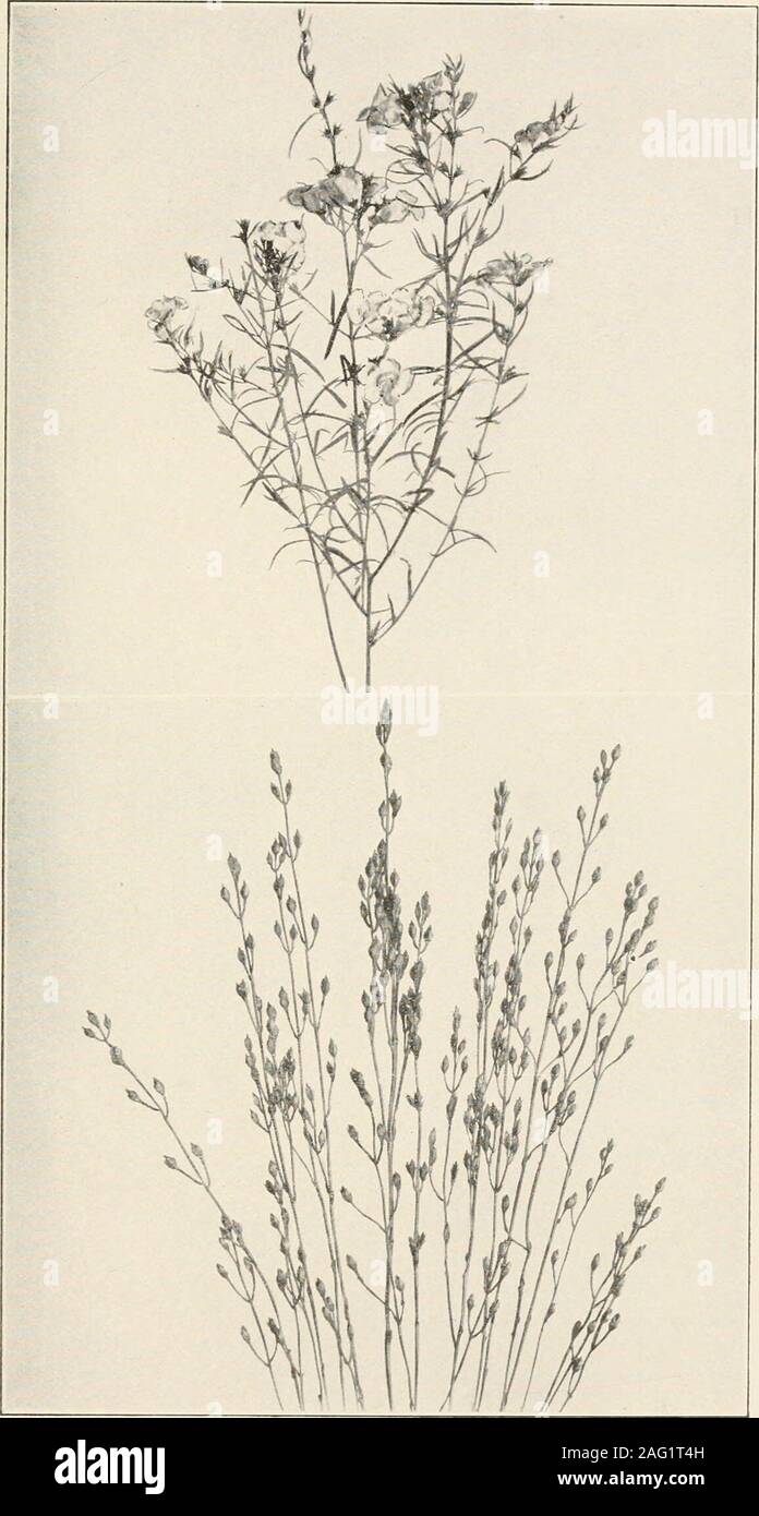 . The plants of southern New Jersey; with especial reference to the flora of the pine barrens and the geographic distribution of the species. Photos bv s. i; 1. SQUARE-STEMMED CENTAURY. Sabatia angularis. 2. LARGE MARSH CENTAURY. S. dodecandra. 3. SEA PINK. S. stellaris. N. J. Plants. PLATE evil.. Photos by S. Brown. 1. PURPLE FOXGLOVE. Gerardia purpurea. 2. BARTONIA. Bartonia virginica. Stock Photo