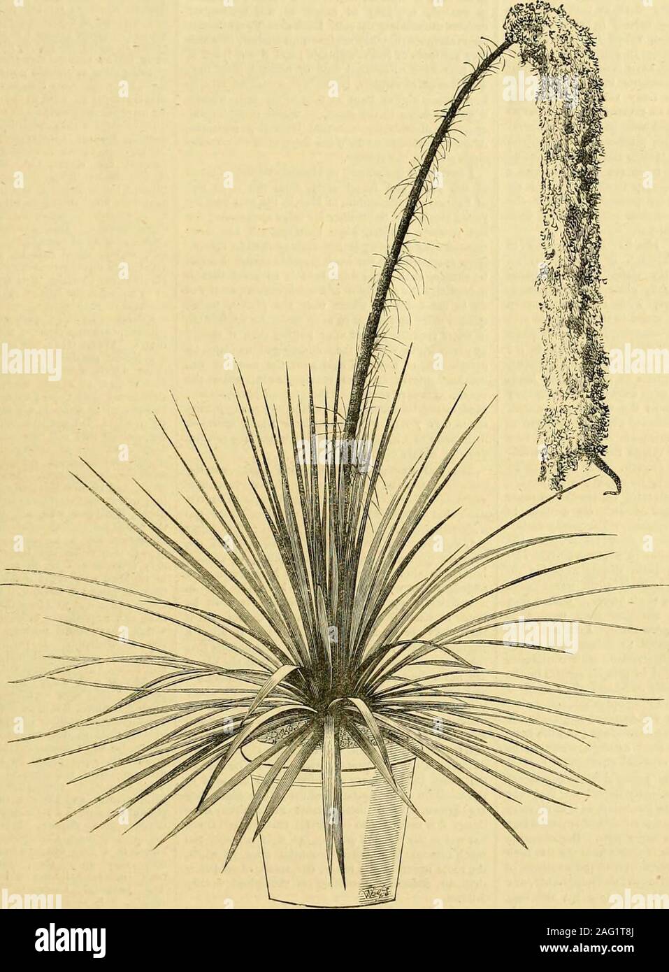 . The Gardeners' chronicle : a weekly illustrated journal of horticulture and allied subjects. g. in) ;.-/. dealbata, Lemaire; Jacobi, Monogr., p. 152.—Acaulesceot. Leaves 80—100 in a dense rosette, linear-tnsiforni, 1^—3 feet long, —i inch broad above the li inch long, inserted near the throat of the tube ;anthers —% inch long. A native of Mexico, introduced about 1S60, andnow widely spread in cultivation. There is a colouredfigure and full description from a specimen that floweredin the Regents Park in 1S68. A. dealbata of Lemaireis simply a variety with leaves more glaucous than inthe typ Stock Photo