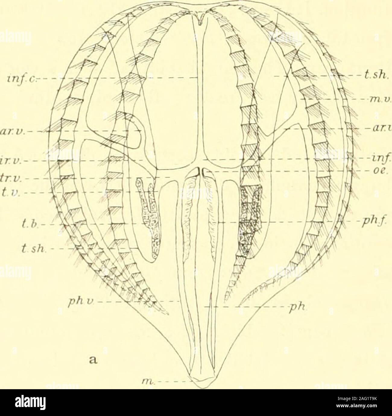 . The Danish Ingolf-expedition. ascular system as his -PL rhodopis from Triest. Now itcan be said with rather great certainty, that these latter young Ctenophores from Helgoland can onlybe young Bolinainfnndibuluin^ the only other tentaculate Ctenophore occurring here besides Pl.pileus.It is in good accordance lierewith, that the costse are placed ver- close together, as is characteristicof the young Bolina (which was even named Cydippc quadricostata b- vSars on account of this pecu-liarity!. — I think then that there can be no doubt that Garbes P/mrobmchia rhodopis is reallythe young of som Stock Photo