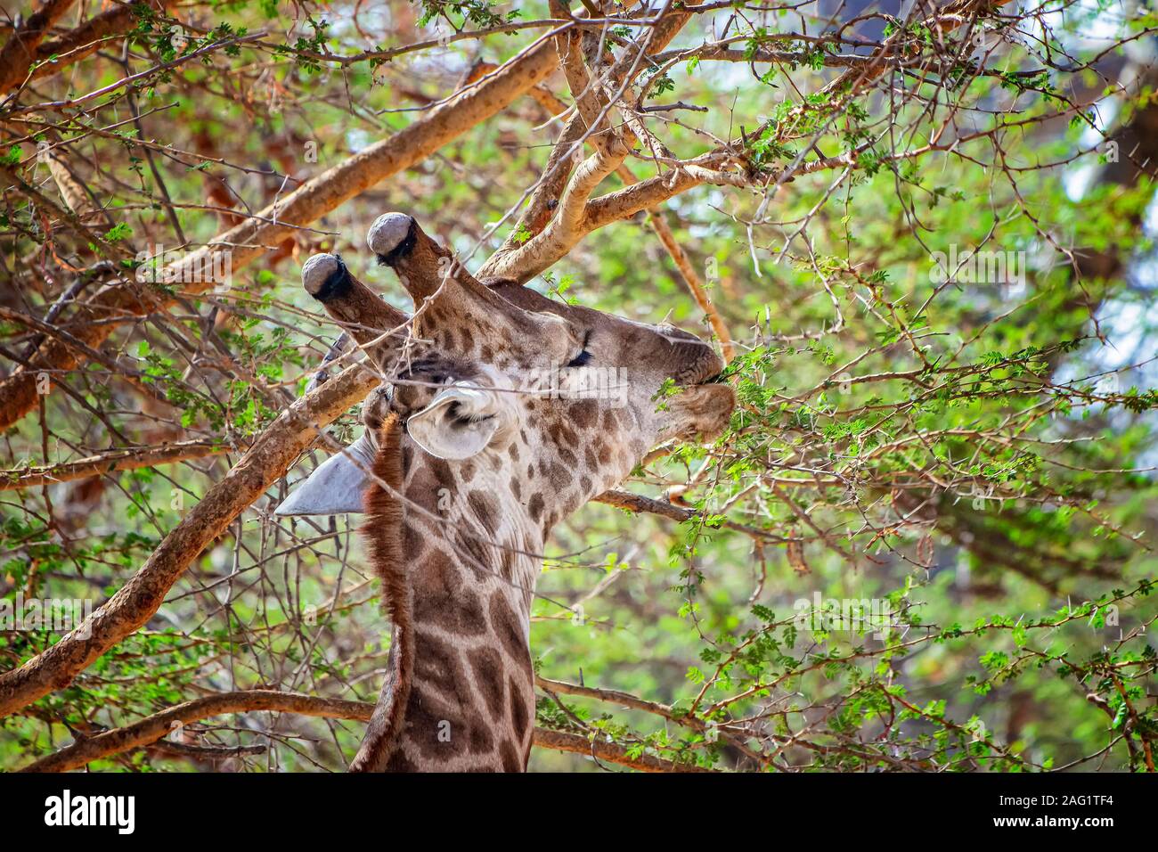 Portrait of giraffes, Giraffa camelopardalis reticulata in Bandia reserve, Senegal. It is close up wildlife photo of animal in Africa. Giraffe nibblin Stock Photo
