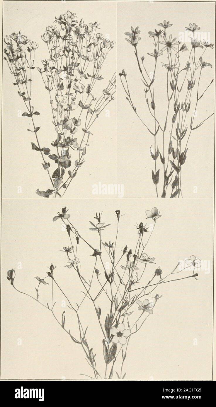 . The plants of southern New Jersey; with especial reference to the flora of the pine barrens and the geographic distribution of the species. From Painting by H. E). Stone. CLOSED GENTIAN. Gentiana andrewsii. N. J. Plants. PLATE CVl.. Photos bv s. i; 1. SQUARE-STEMMED CENTAURY. Sabatia angularis. 2. LARGE MARSH CENTAURY. S. dodecandra. 3. SEA PINK. S. stellaris. N. J. Plants. PLATE evil. Stock Photo