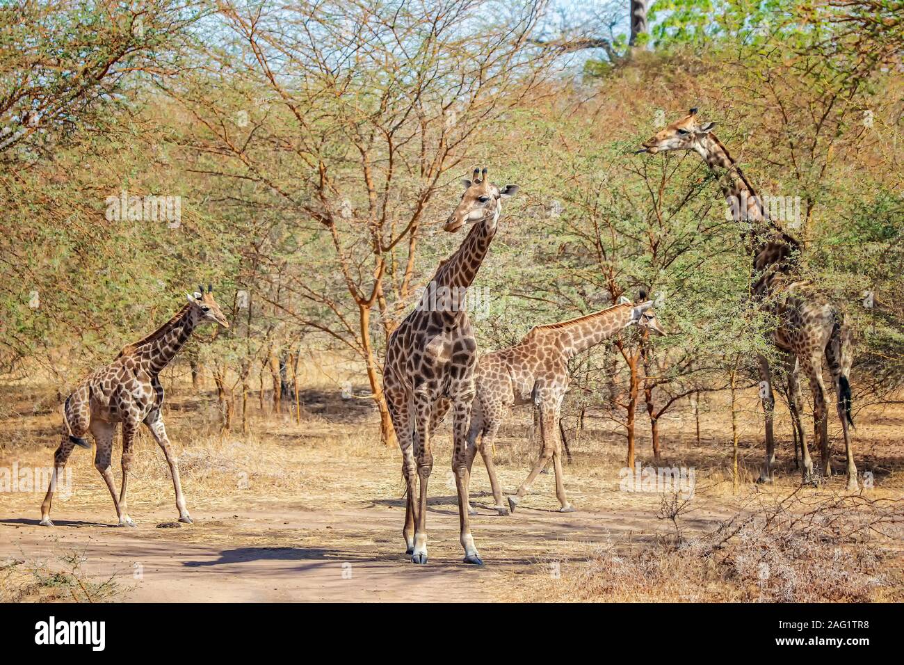 Group of giraffes, Giraffa camelopardalis reticulata in Bandia reserve, Senegal. It is close up wildlife photo of animal in Africa. There are adult gi Stock Photo
