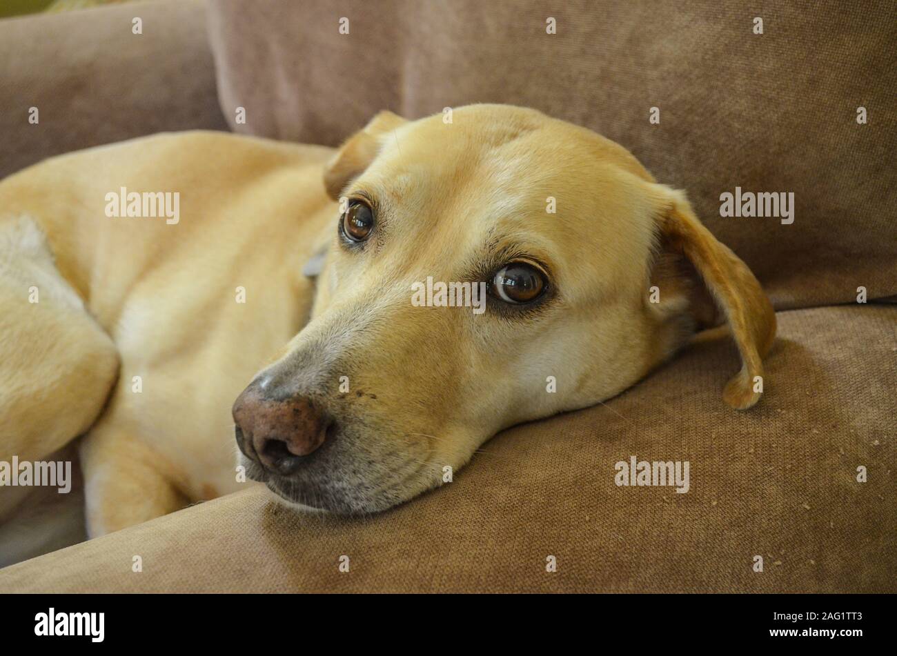 Yellow lab lying in chair hires stock photography and images Alamy