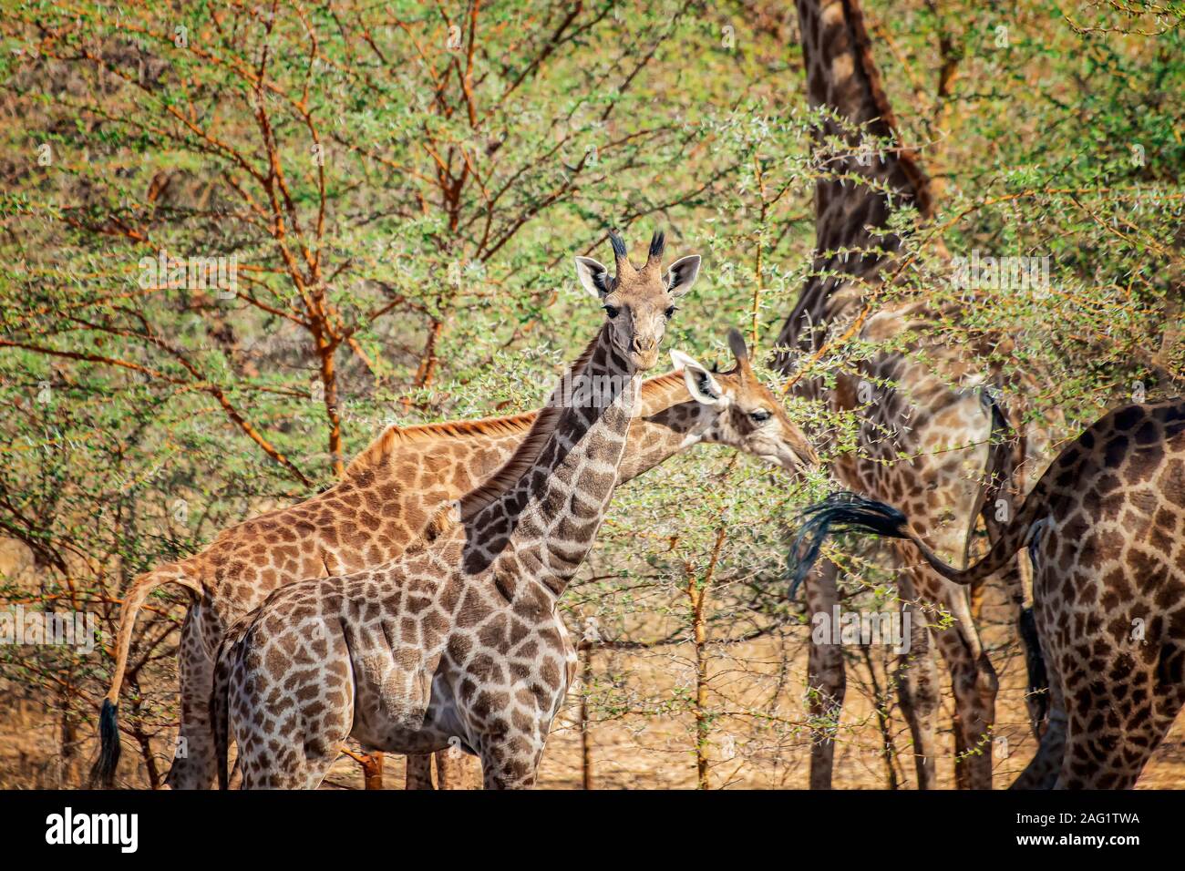 Baby of giraffe, Giraffa camelopardalis reticulata in Bandia reserve, Senegal. It is close up wildlife photo of animal in Africa. There are adult gira Stock Photo