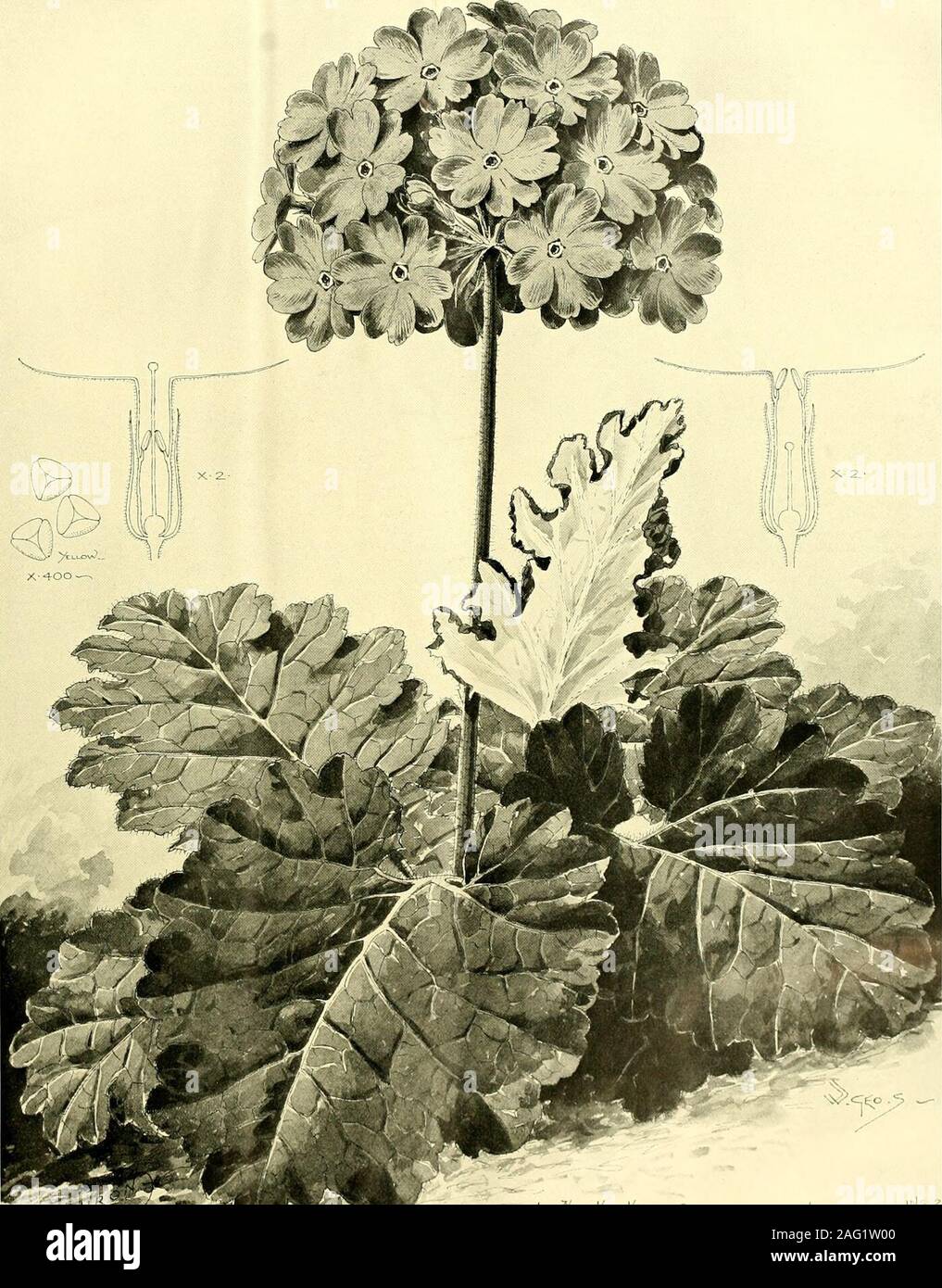 . The Gardeners' chronicle : a weekly illustrated journal of horticulture and allied subjects. A specimen of C. Golden staged an attractive group of foliage plants. Thegroup, although arranged somewhat formally, wasnevertheless pleasing, the colours of the various sub-jects being well developed. Two large plants of Dra-caena Victoria were used as corner subjects for thegroup, the foreground being composed of small plantsof Caladiums, Codiaeums (Croton-^), Ficus repens va-riegata, &c. Alocasias were prominent, includingA. mortefontainensis, and the lighter - coloured va-riety A. argyreia. A pla Stock Photo
