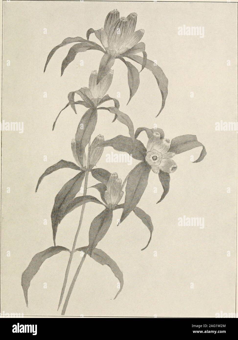 . The plants of southern New Jersey; with especial reference to the flora of the pine barrens and the geographic distribution of the species. From Paijiting Iv II. I.. M- : l. PINE BARREN GENTIAN. Gentiana porphyrio. N. J. Plants. PLATE CV.. From Painting by H. E). Stone. CLOSED GENTIAN. Gentiana andrewsii. N. J. Plants. PLATE CVl. Stock Photo